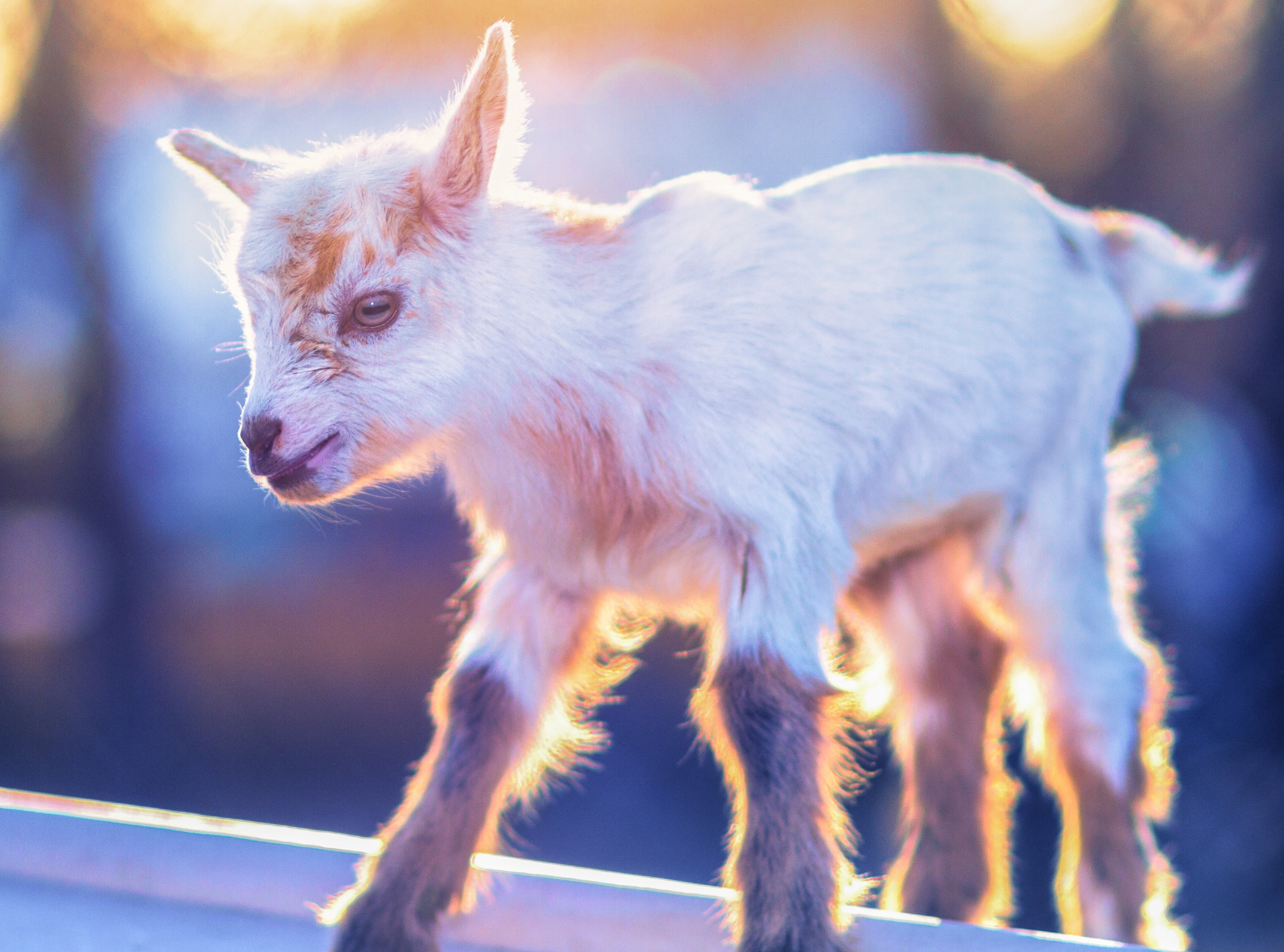 Newborn, chino, one animal, sunlight, Morgan, nature, insightranch, no people, white, unitedstates, socal, dwarf, domestic animals, Beautiful, young animal, HD Wallpaper