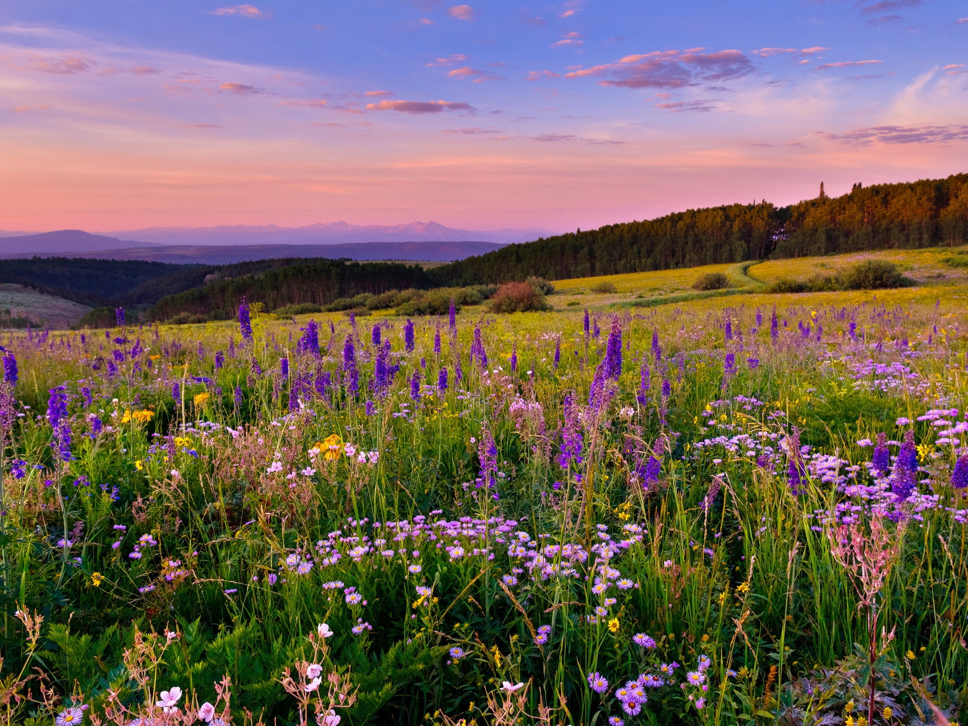 1080P, Meadow, plumed, White, Flowers, River, Colorado, purple, Plateau, HD Wallpaper