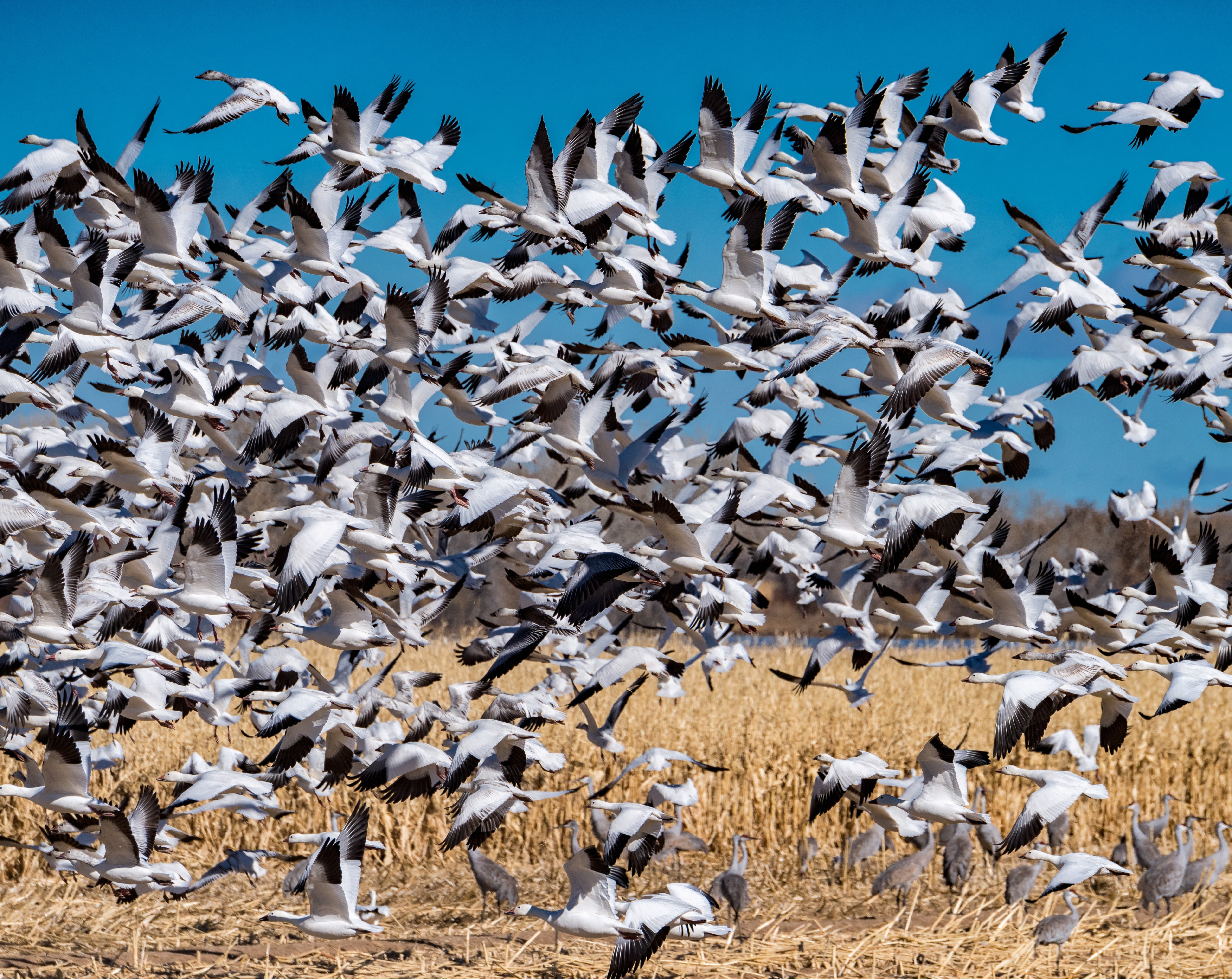 blue, vertebrate, unitedstates, takeflight, Preserve, Park, spread wings, Refuge, Species, Holiday, BosquedelApacheNationalWildlifeRefuge, Protect, flying, HD Wallpaper