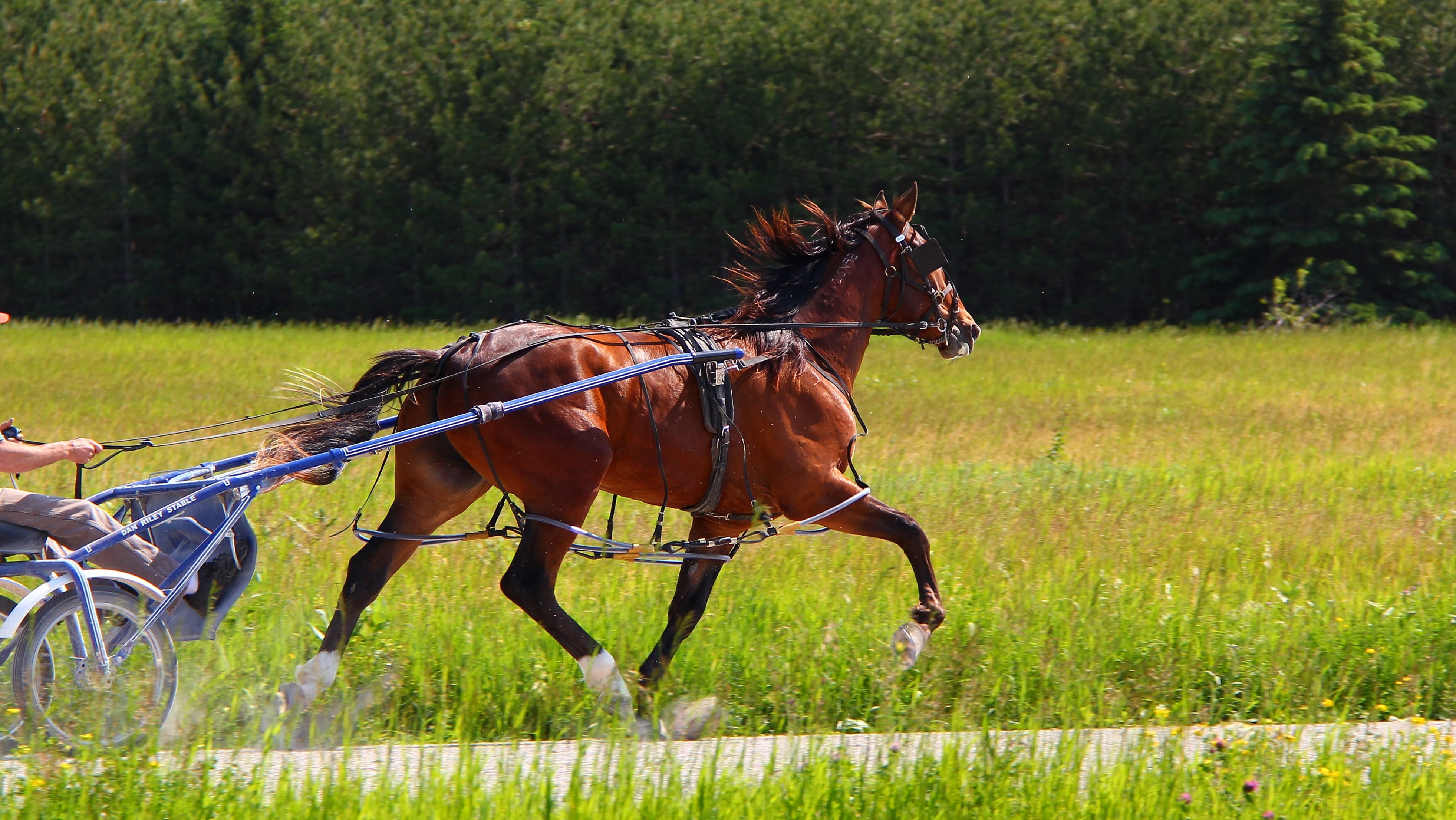 green color, pacing, racetrack, plant, sports, running, Standardbred, reins, Animal, Horse, vertebrate, pulling, harness, 4K, day, Bay, mammal, no people, HD Wallpaper