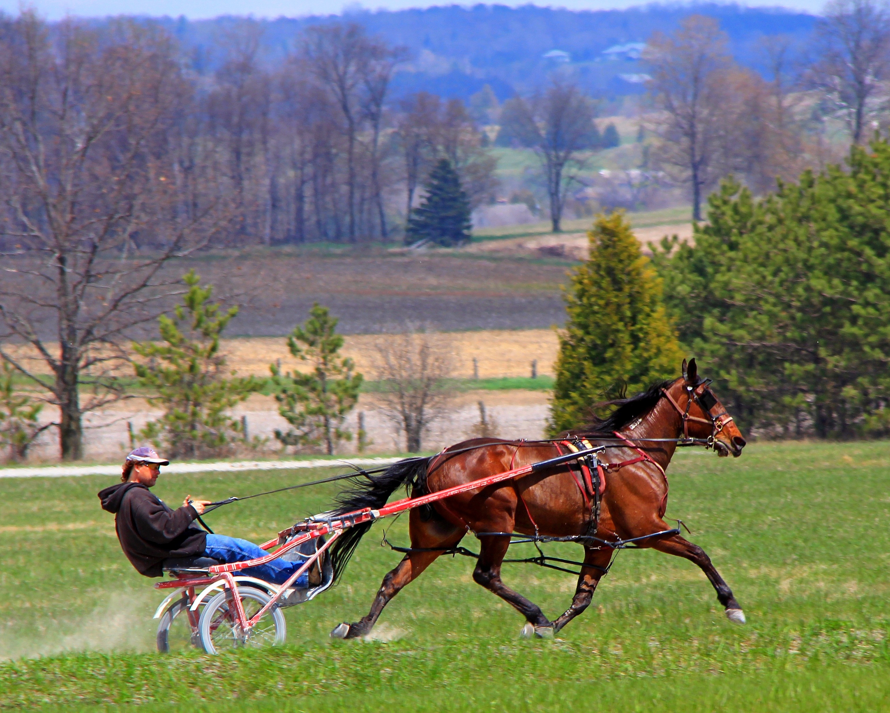 sports, one animal, bay horse, outdoors, ride, 2K, pacer, domestic animals, standardbred, one person, activity, driver, jog cart, domestic, daytime, running, HD Wallpaper