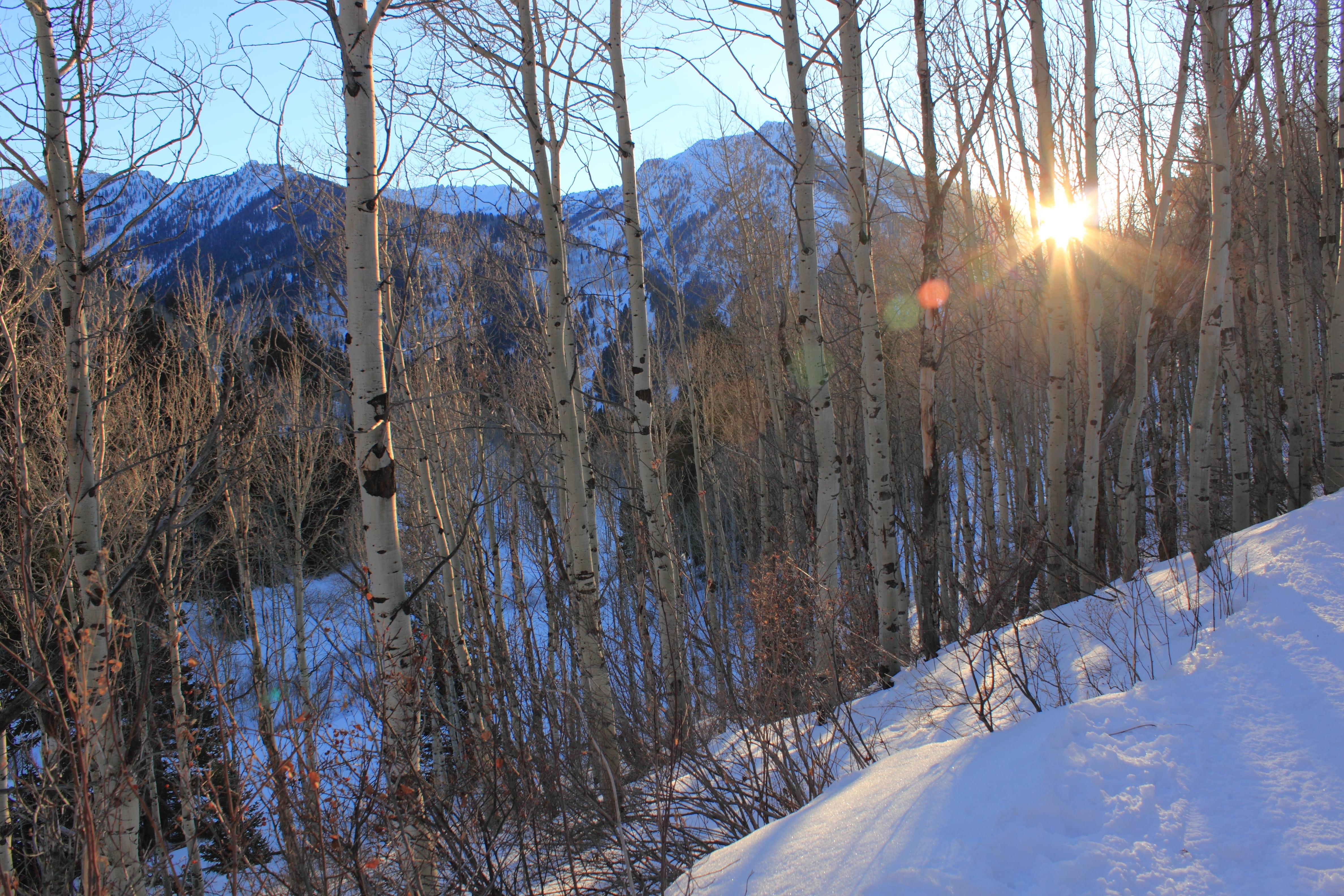 season, dog lake, bare tree, outdoor, scenics, sunset, non-urban scene, lens flare, mountains, snowcapped mountain, cold - Temperature, tree, utah, back country, HD Wallpaper