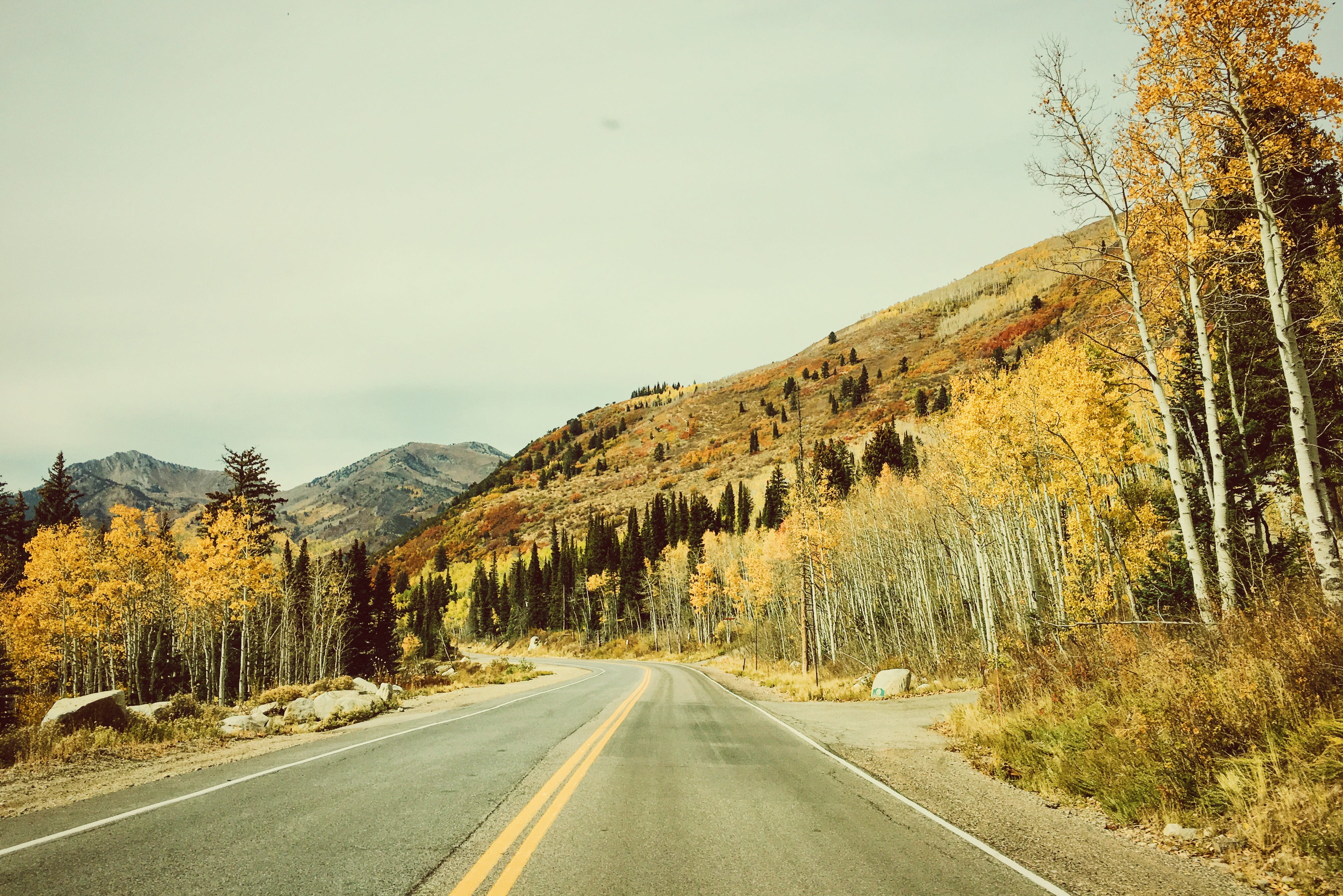 diminishing perspective, outdoors, symbol, empty road, transportation, the way forward, road marking, nature, plant, utah, sky, double yellow line, trees, HD Wallpaper