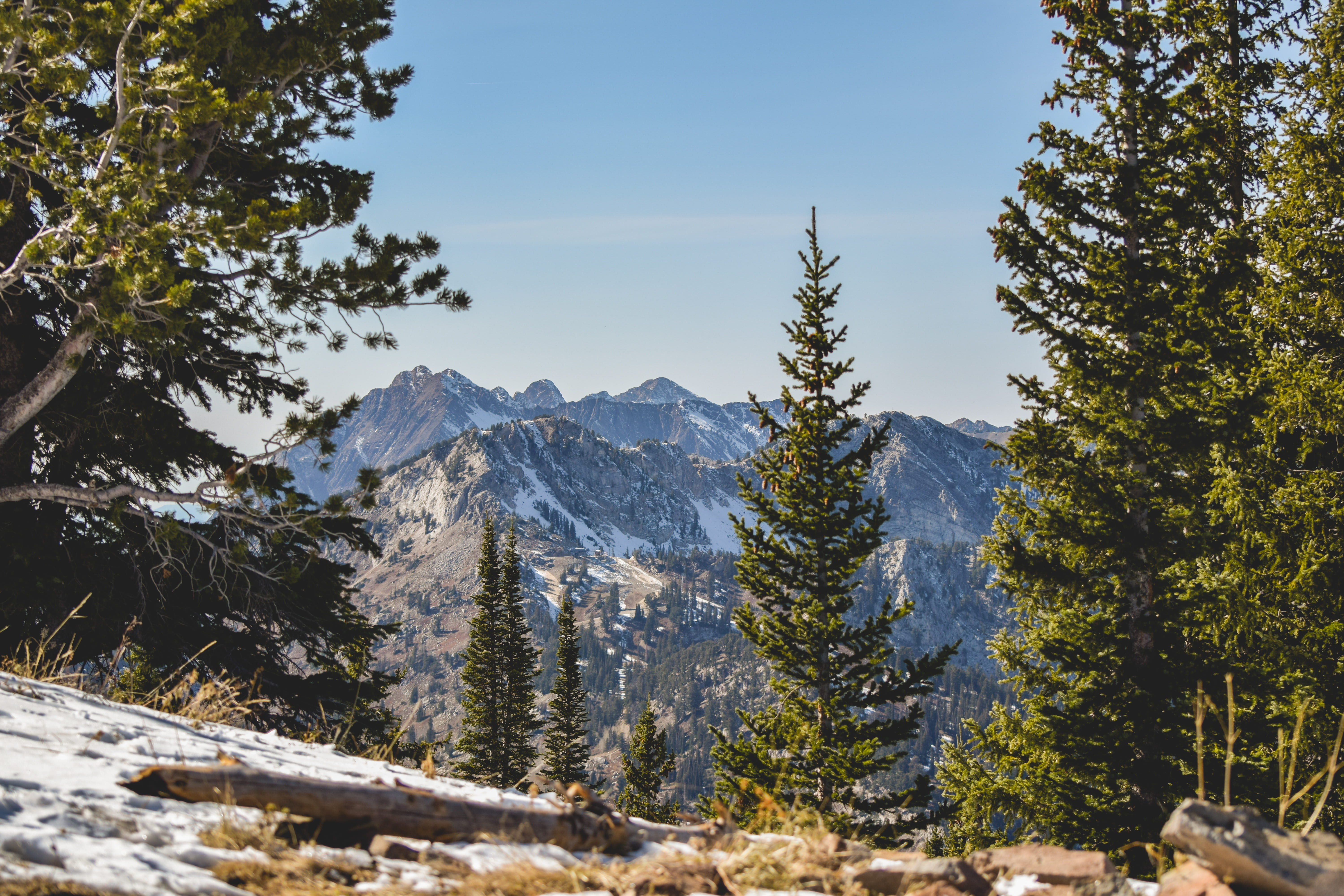 woodland, covered, branch, cottonwood, forest, utah, beauty in nature, ridge, plant, nature, rock, tree, coniferous tree, snowcapped mountain, mountain, HD Wallpaper