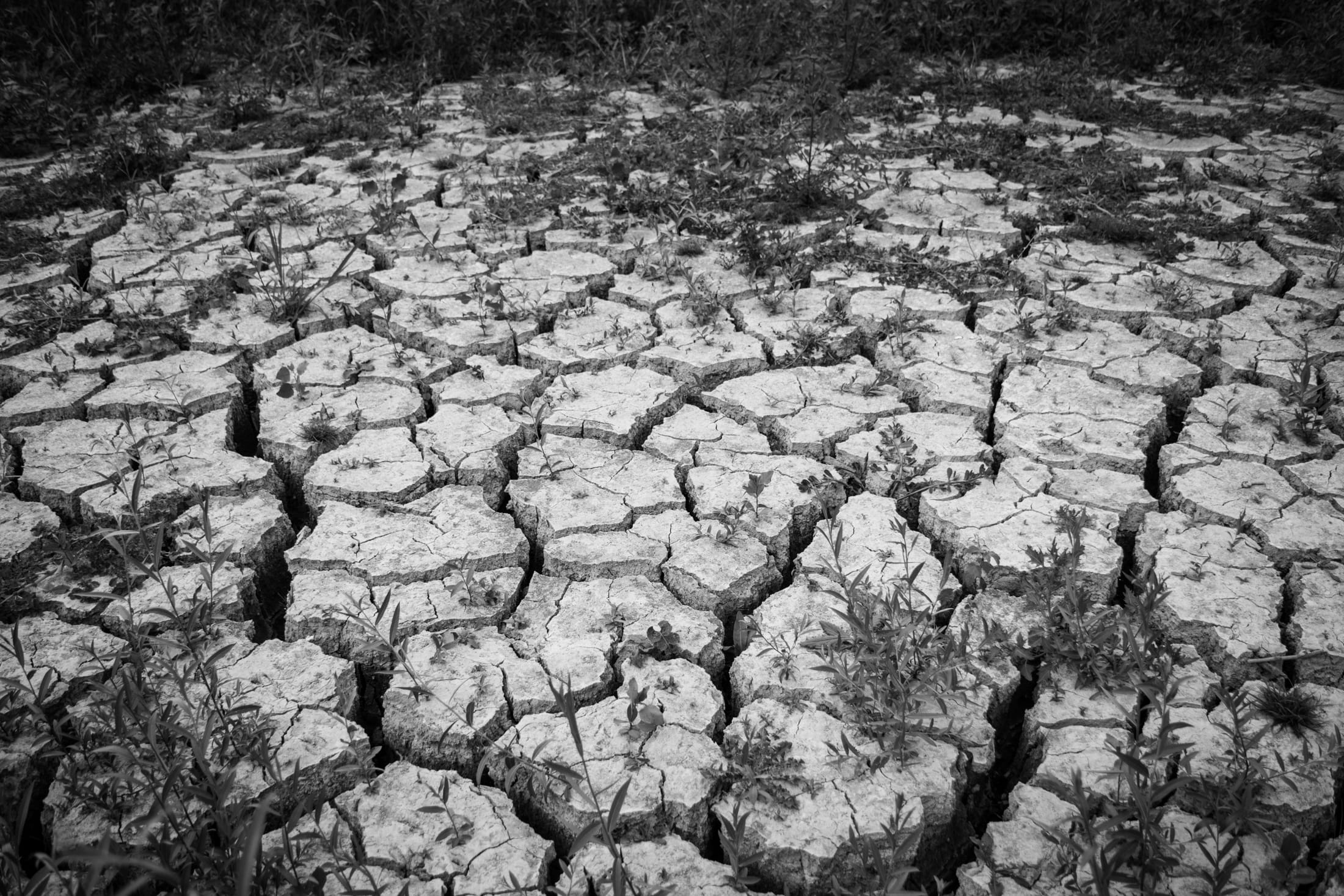 textured, desolate, no people, tranquility, land, serbia, empty, outdoors, environment, environmental issues, scenics - nature, tree, arid climate, climate, HD Wallpaper
