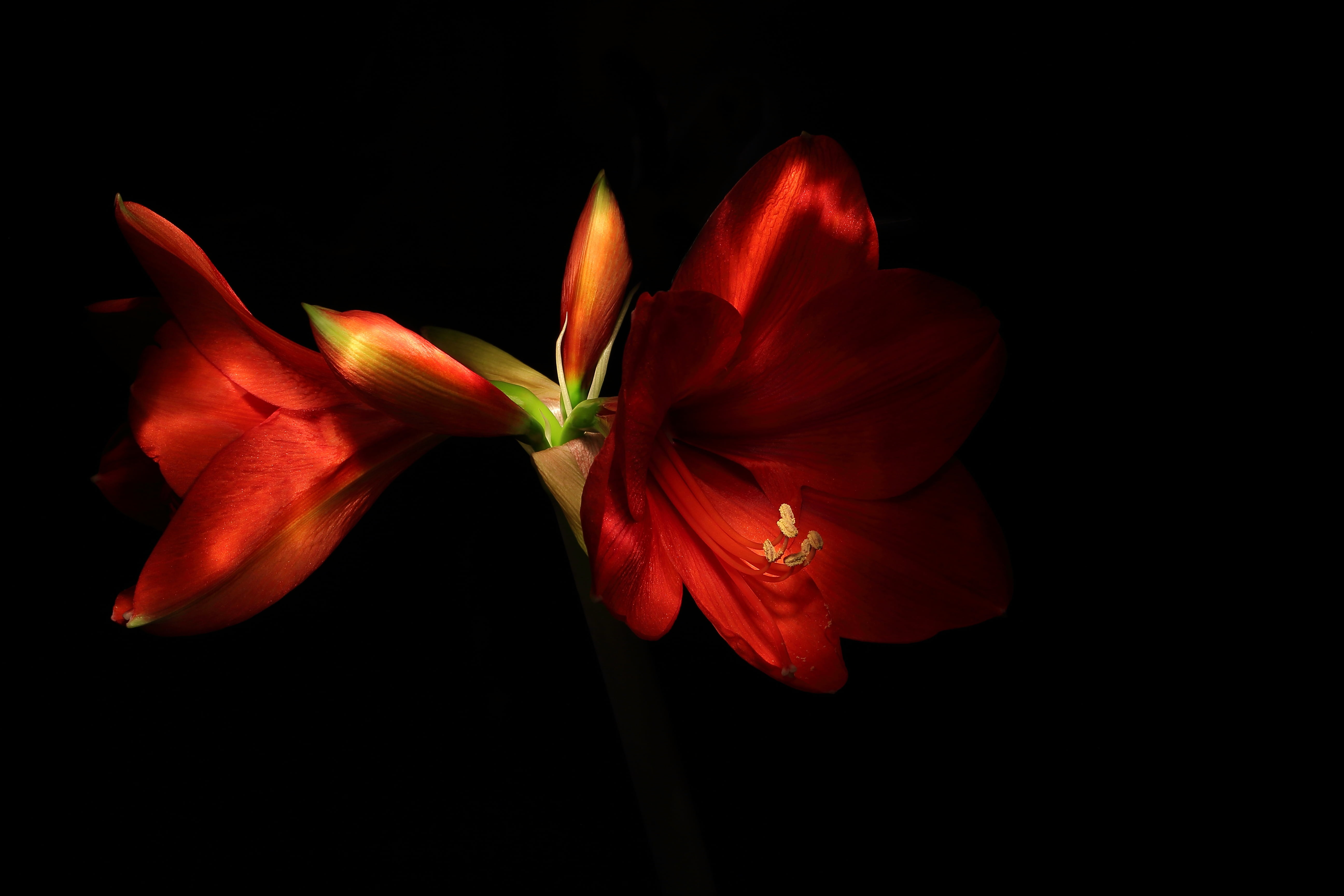 inflorescence, nature, fragility, beauty in nature, flowering plant, red, bloom, long exposure, studio shot, 5K, knights star, lightpainting, lzb, blossom, HD Wallpaper