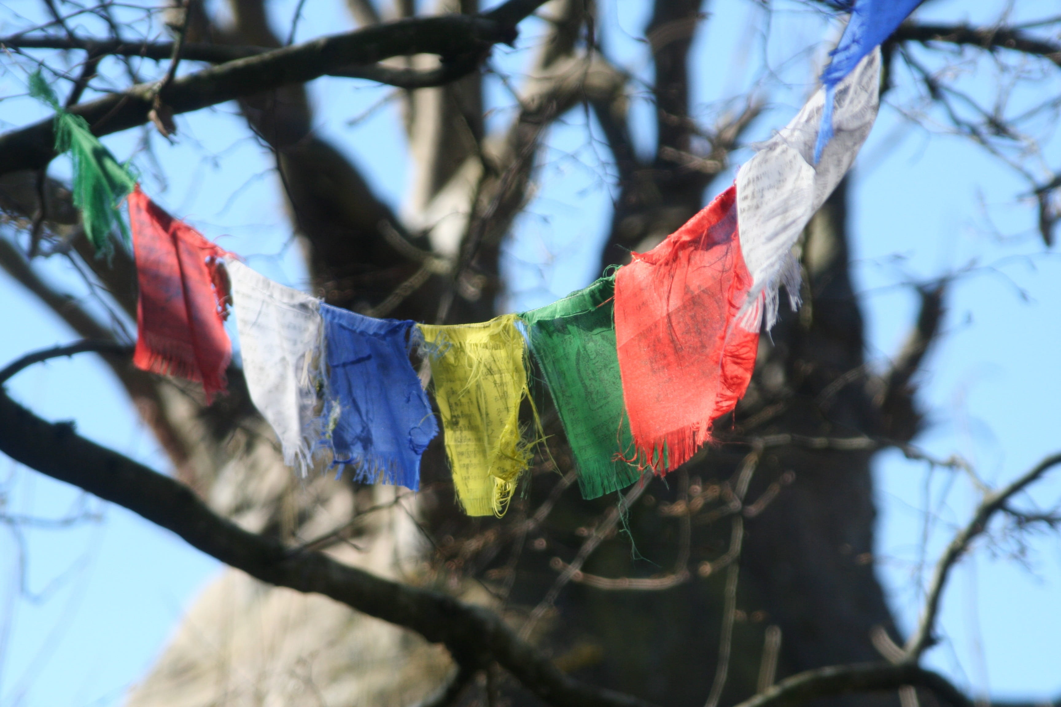 wind, religion, outdoors, prayers, multi colored, no people, close-up, focus on foreground, flag, sky, tibet, branch, nature, day, 2K, winter, red, textile, HD Wallpaper