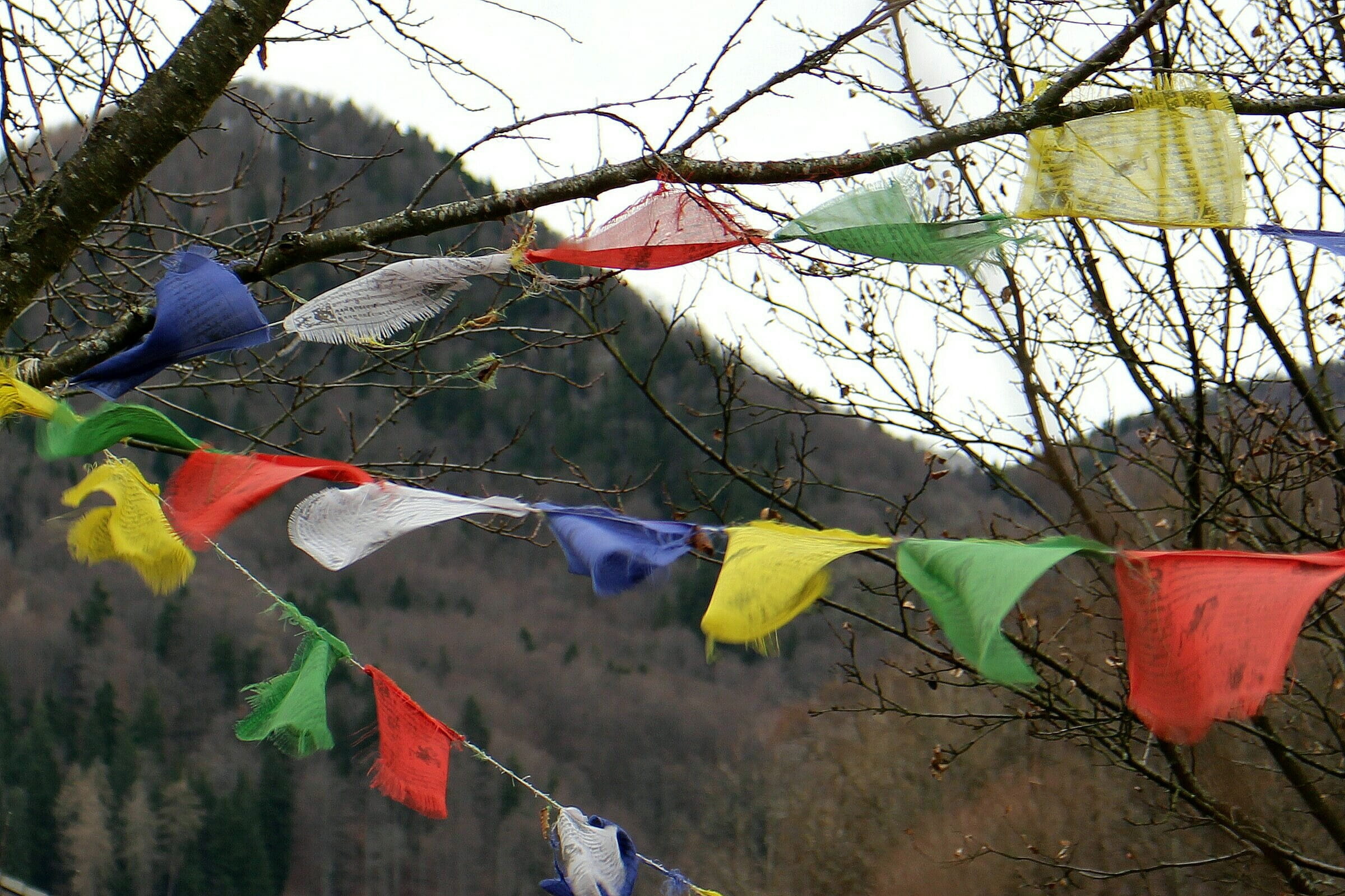 tree, religion, tibet, Believe, nature, hanging, wind, no people, built structure, belief, multi colored, environment, clothing, day, Buddhism, branch, HD Wallpaper