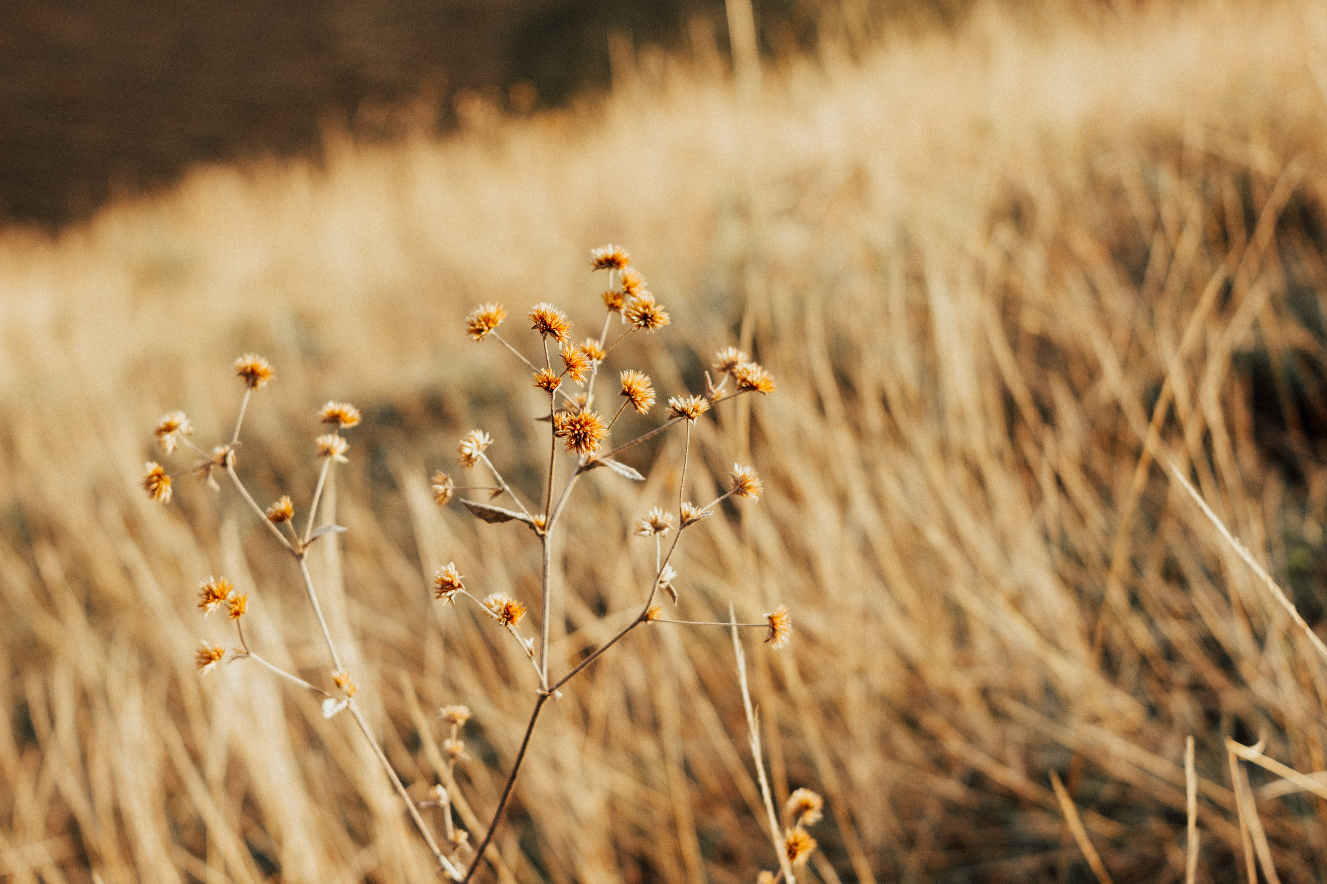 environment, crop, grass, flower, nature, 5K, gold colored, rural scene, shallow, cereal plant, tranquility, fall, autumn, growth, summer, close-up, no people, HD Wallpaper