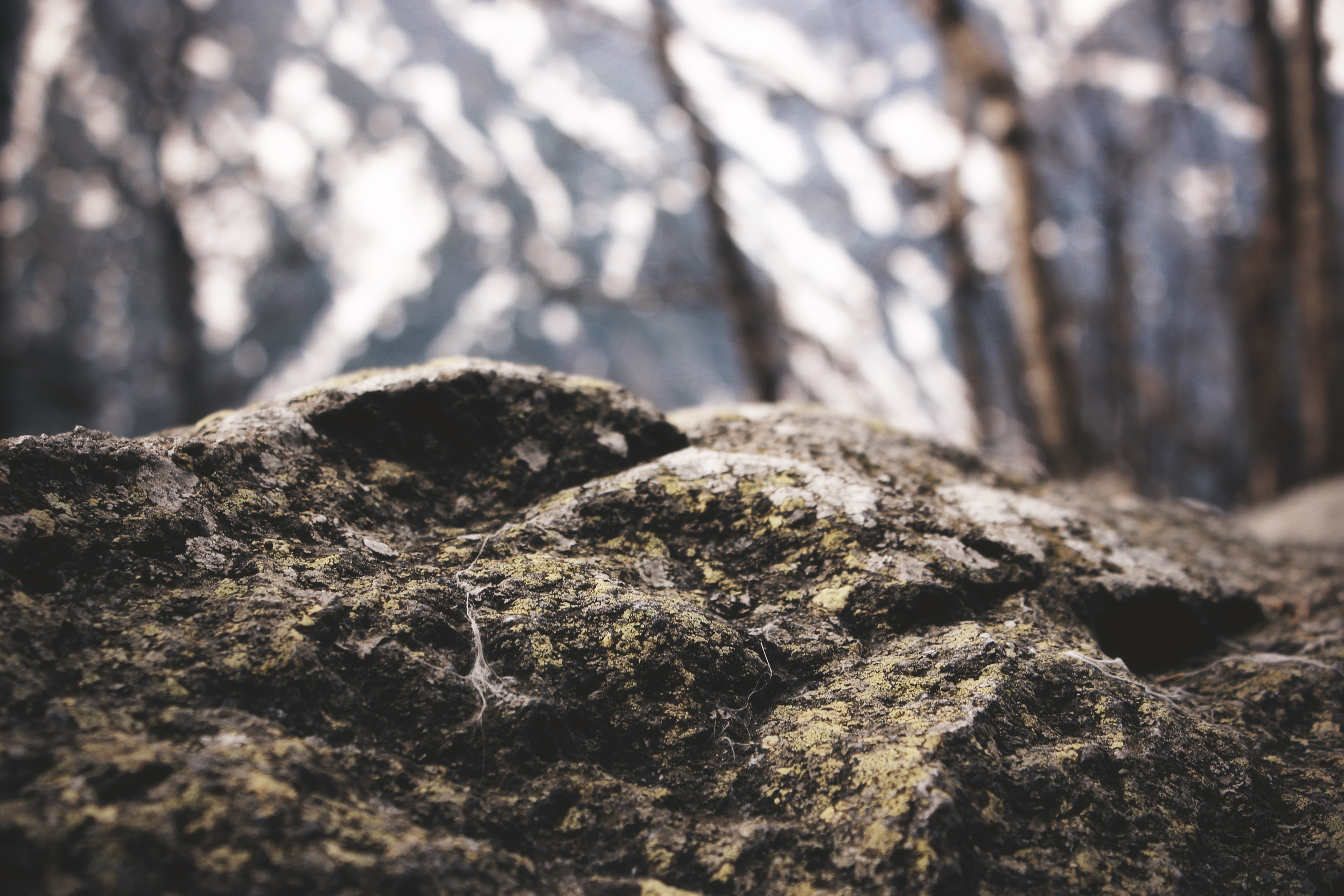 photography, close-up, growth, rock - Object, textured, stone, plant, landscape, pattern, sunlight, focus on foreground, selective focus, rock, rough, forest, HD Wallpaper