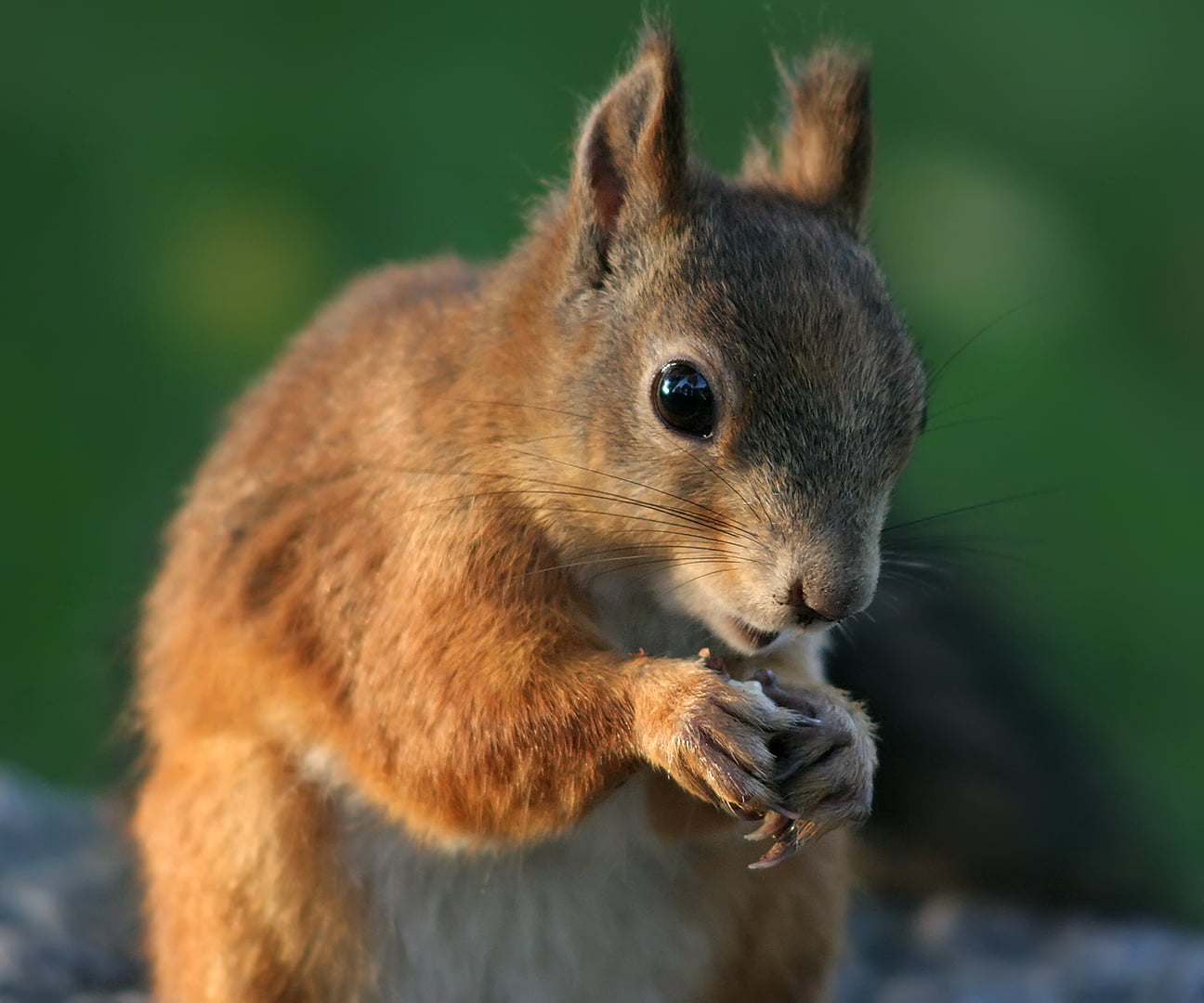 nose, rodent, ears, 720P, animal, Hietaniemi  cemetery, sharpening, whiskers, orava, white squirrel, face, paws, close-up, sqrl, fur, eyes, ISO, area, HD Wallpaper