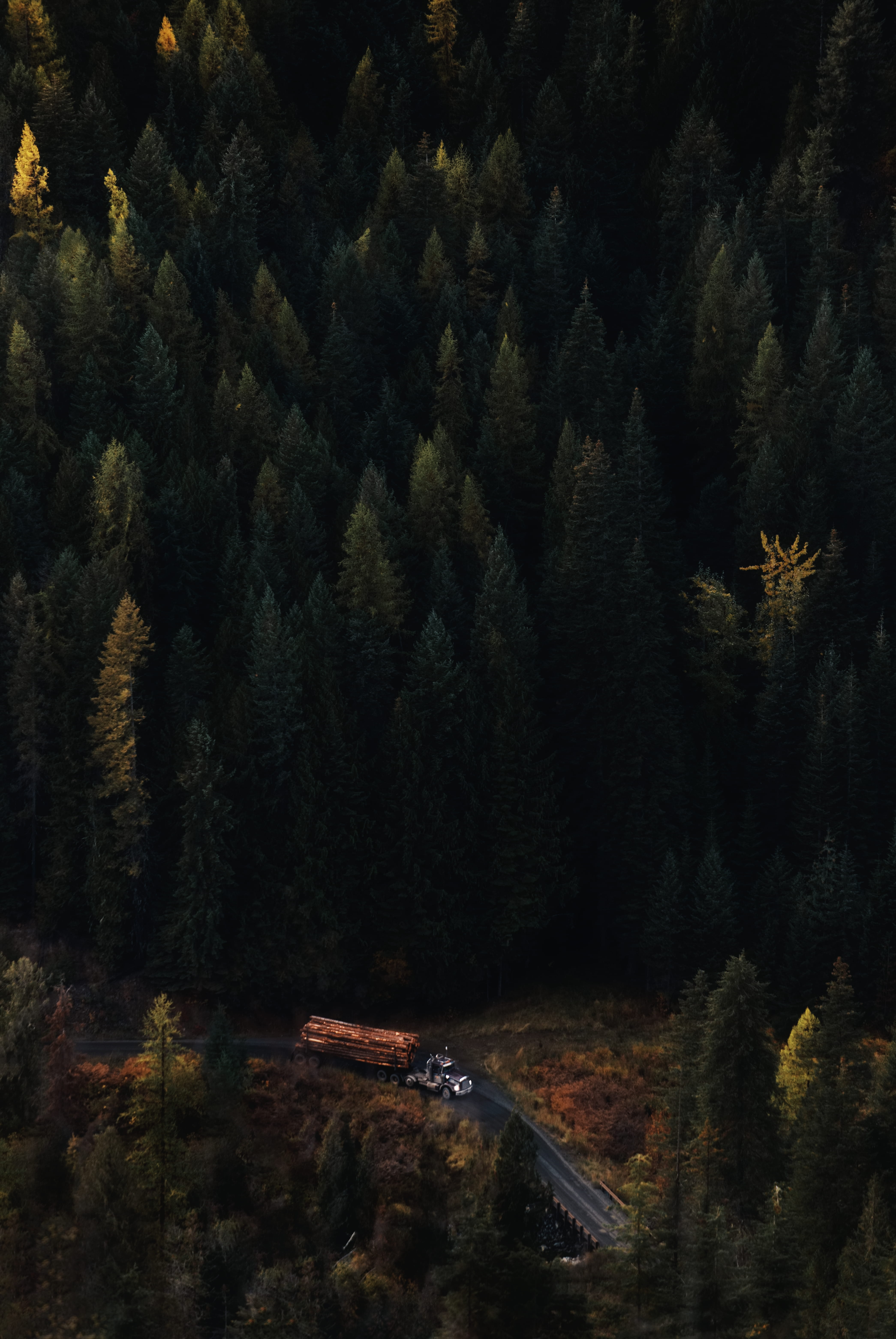 scenics, dark, beauty In Nature, woodland, pine, mountain, logging, trees, nature, sky, color Image, no People, 5K, forest, autumn, landscape, Phone HD Wallpaper