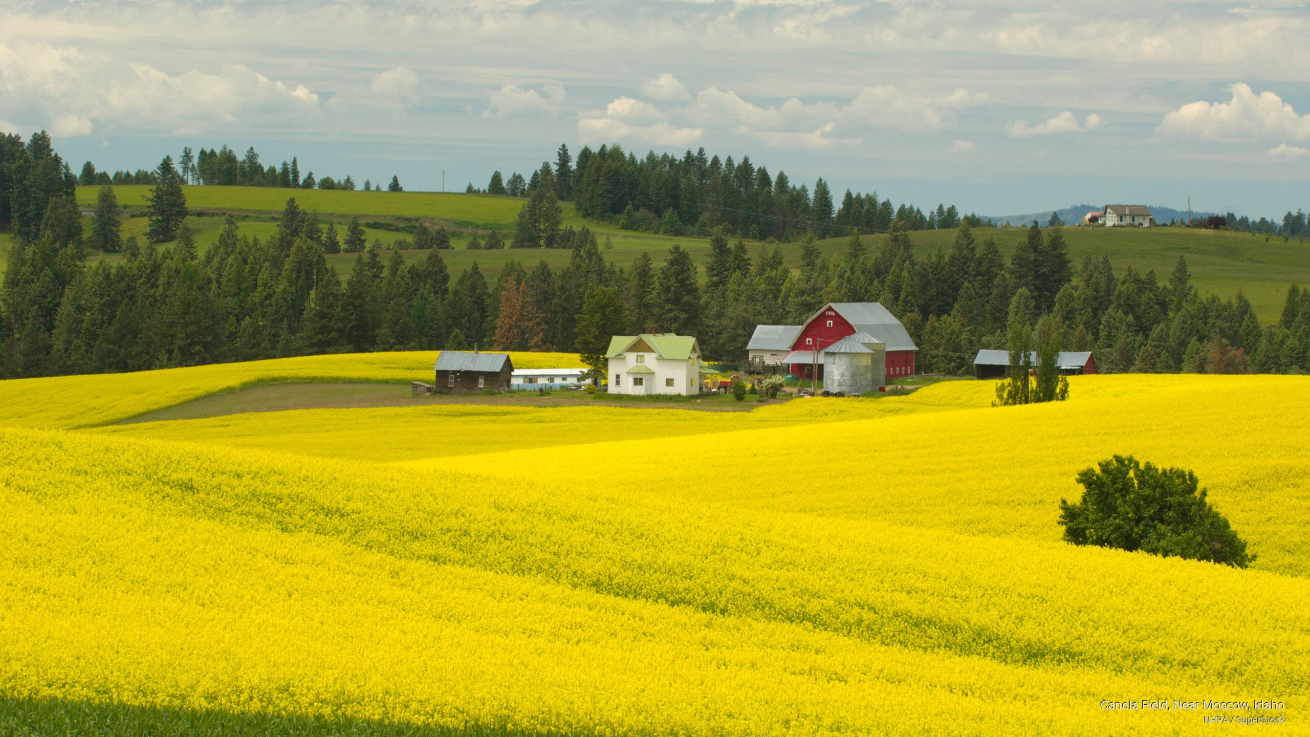 moscow, 2K, Nature, canola, field, near, idaho, HD Wallpaper