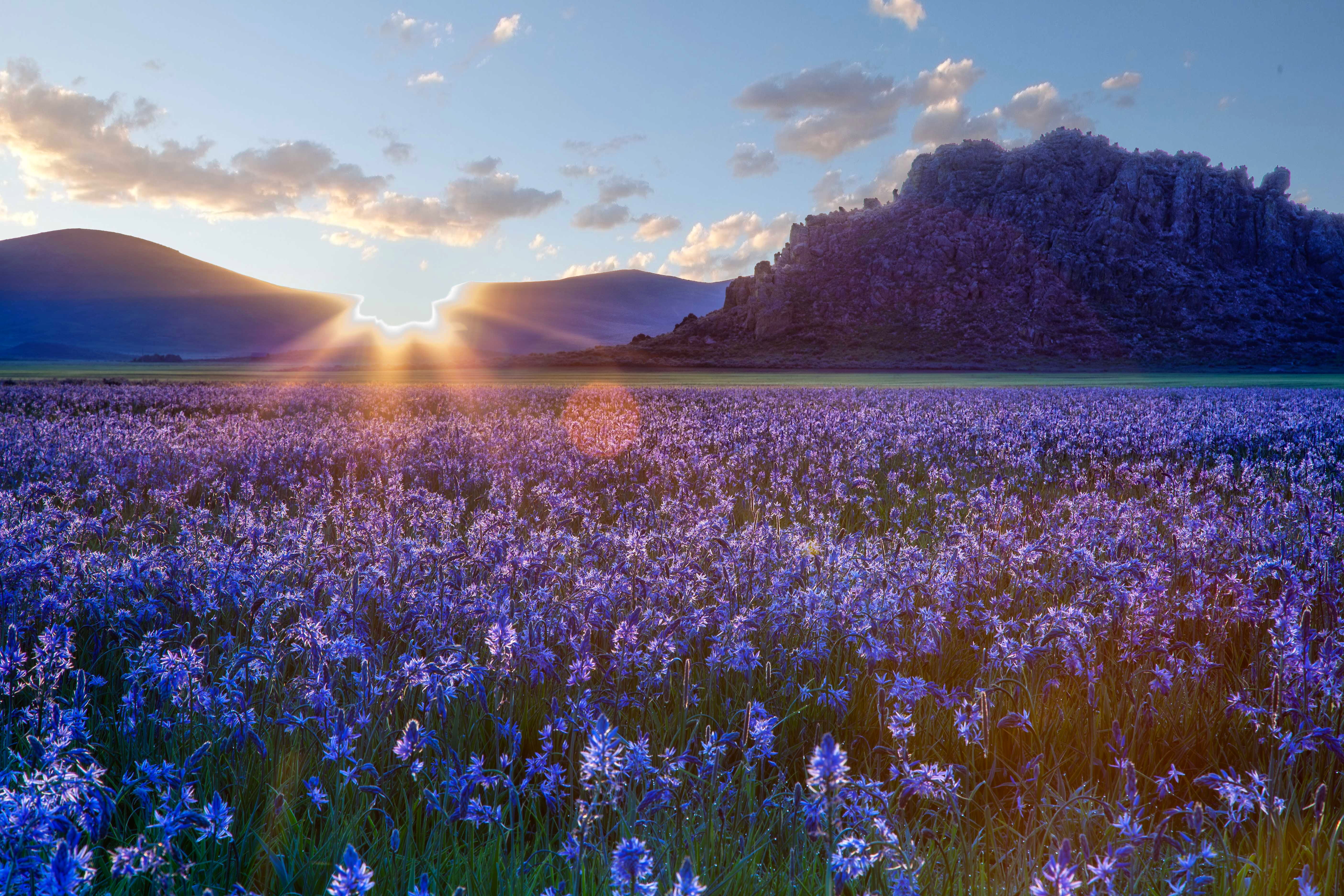 Camas prairie, sunrise, landscape, growth, cloud - sky, nature, scenics - nature, purple, tranquility, land, lavender, 5K, flowers, no people, sunlight, HD Wallpaper