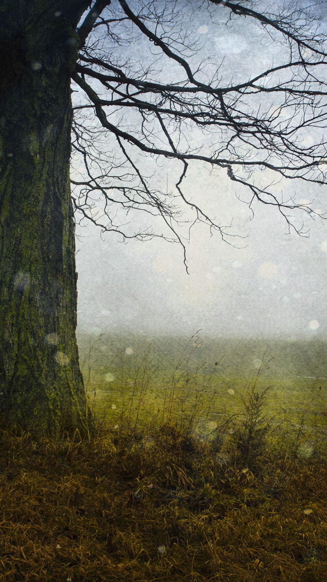 nature, forest, woodland, day, landscape, environment, plant, fog, outdoors, scenics - nature, hazy, 1080P, tranquility, isolated, no people, trunk, bare tree, Phone HD Wallpaper