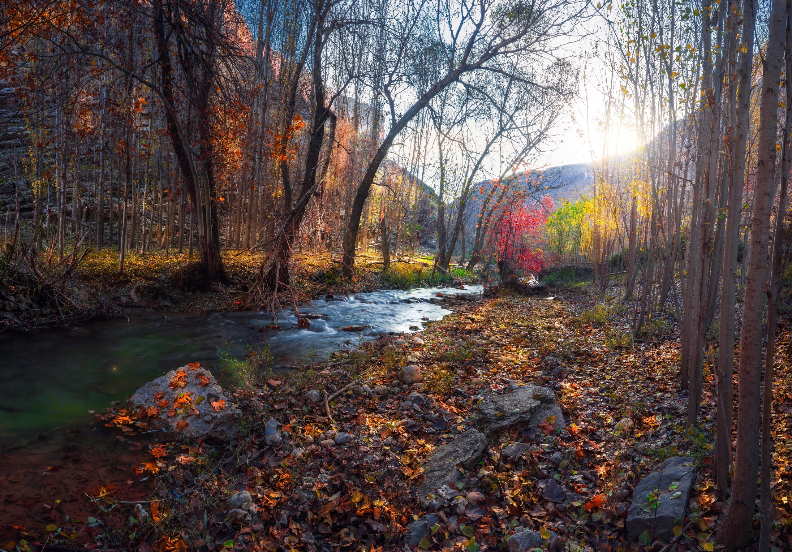 fall, 2K, trees, plant part, no people, tree, tranquility, brown, tranquil scene, land, landscape, orange color, leaf, change, stream - flowing water, HD Wallpaper