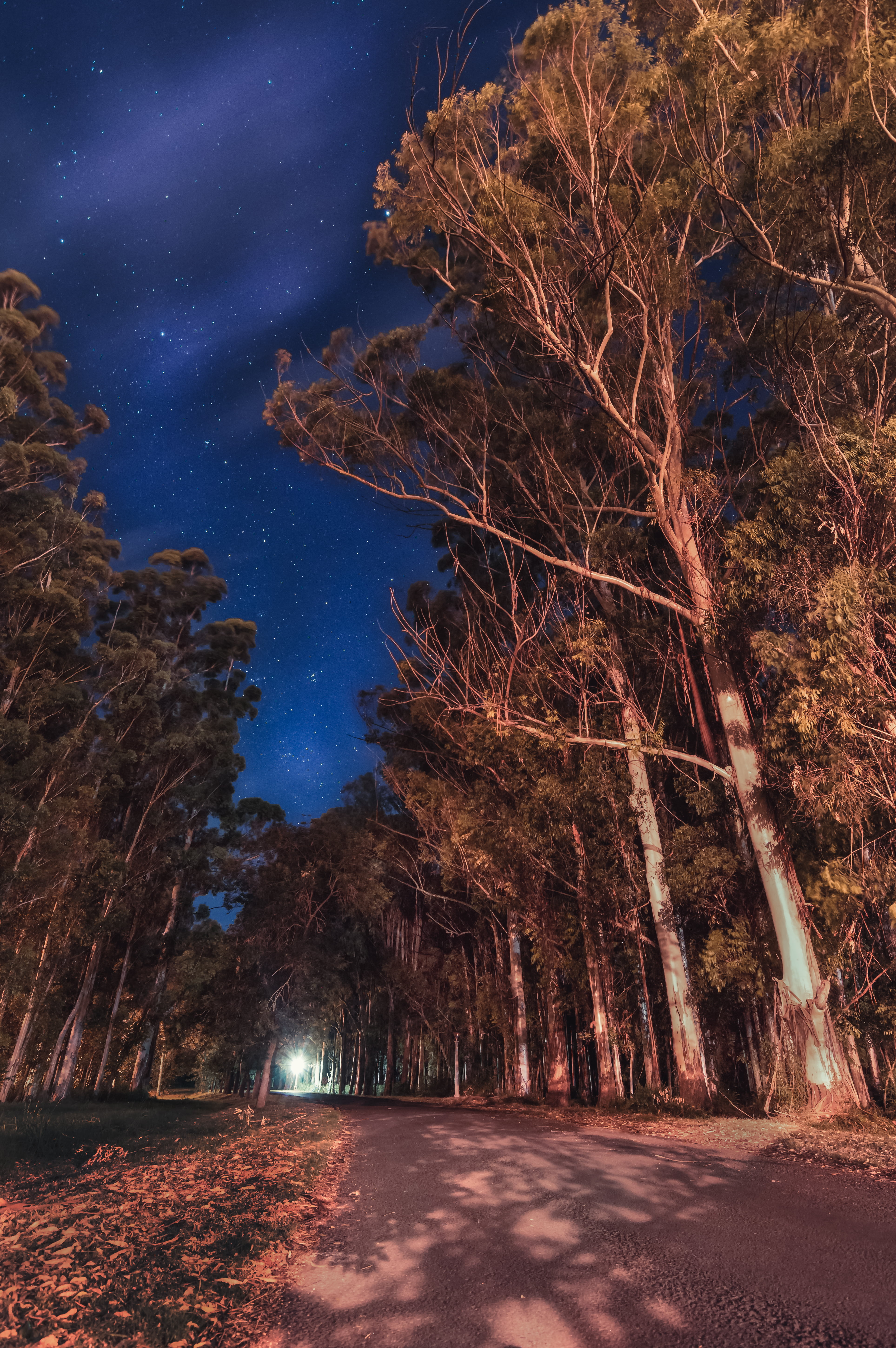 tree, space and astronomy, bare tree, 5K, star - space, astronomy, road, tall, galaxy, illuminated, trees, sky, beauty in nature, stars, land, green, plant, Phone HD Wallpaper