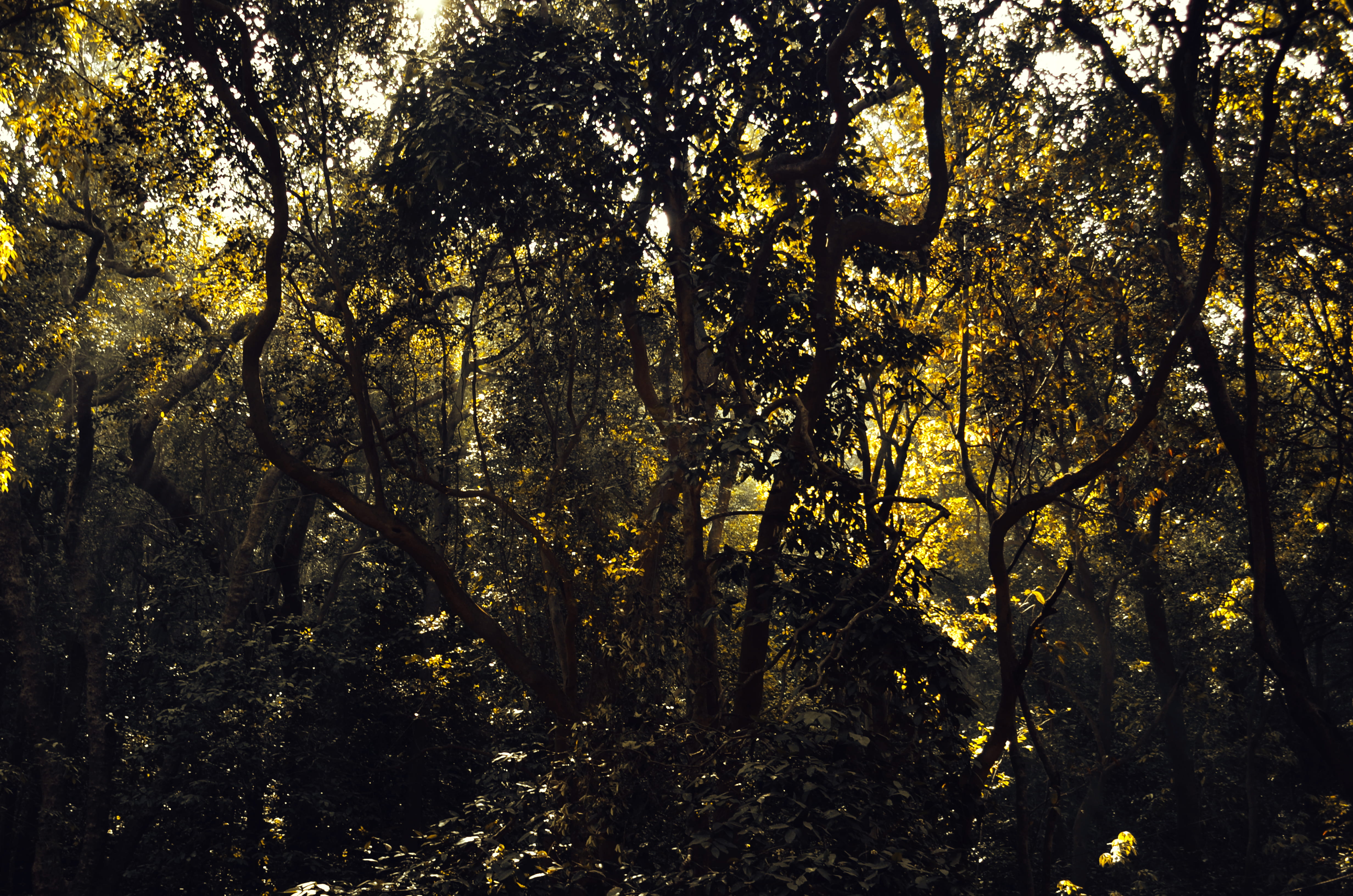 scenery, jungle, trees, forest, 4K, wood, lot, no people, outdoors, scenics - nature, low angle view, backlit, growth, color, full frame, wildlife, sunlight, HD Wallpaper