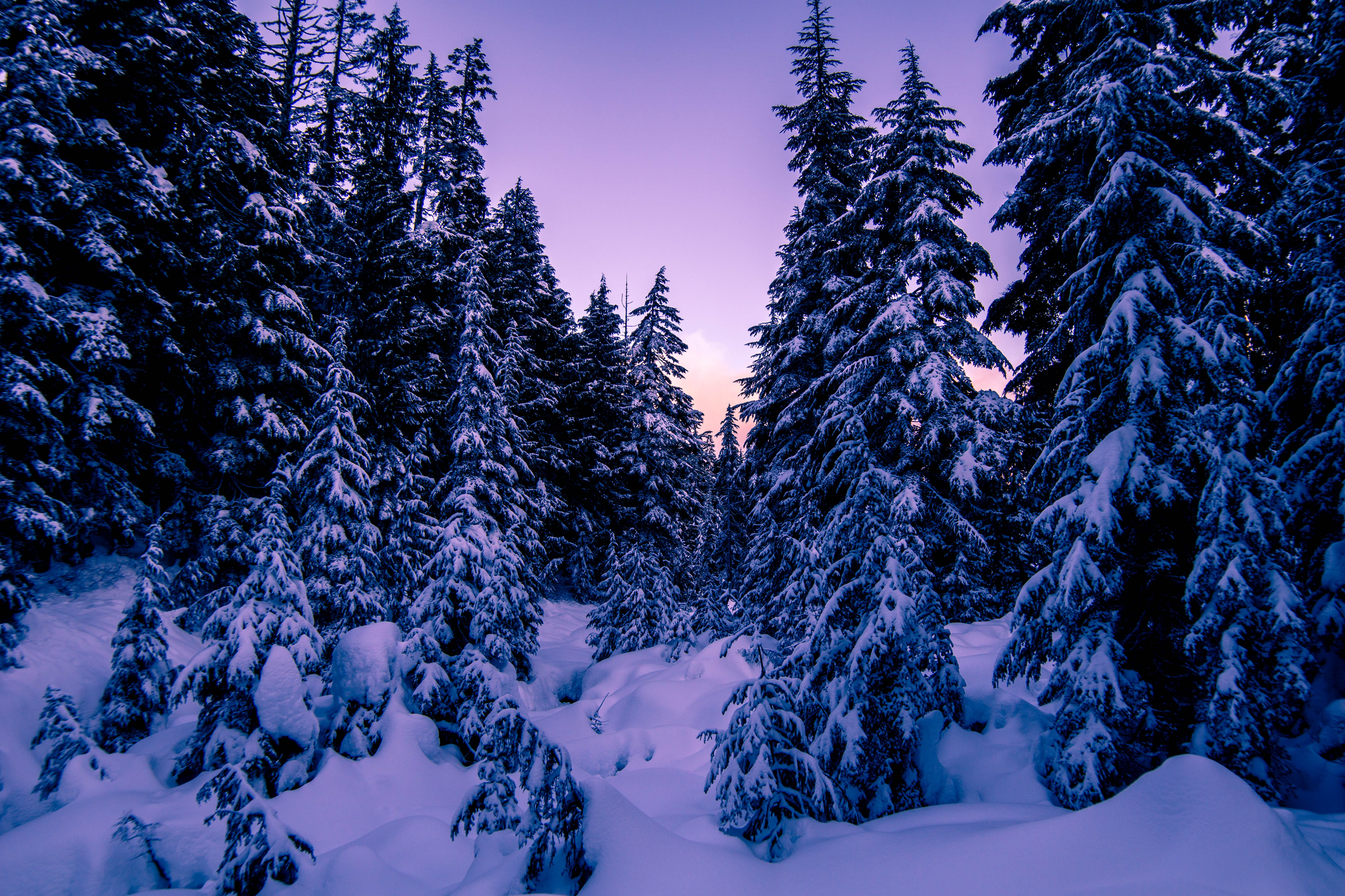 covered, pine tree, scenics - nature, winter, snowcapped mountain, snow, land, no people, tranquility, lot, tranquil scene, landscape, tree, woodland, trees, HD Wallpaper
