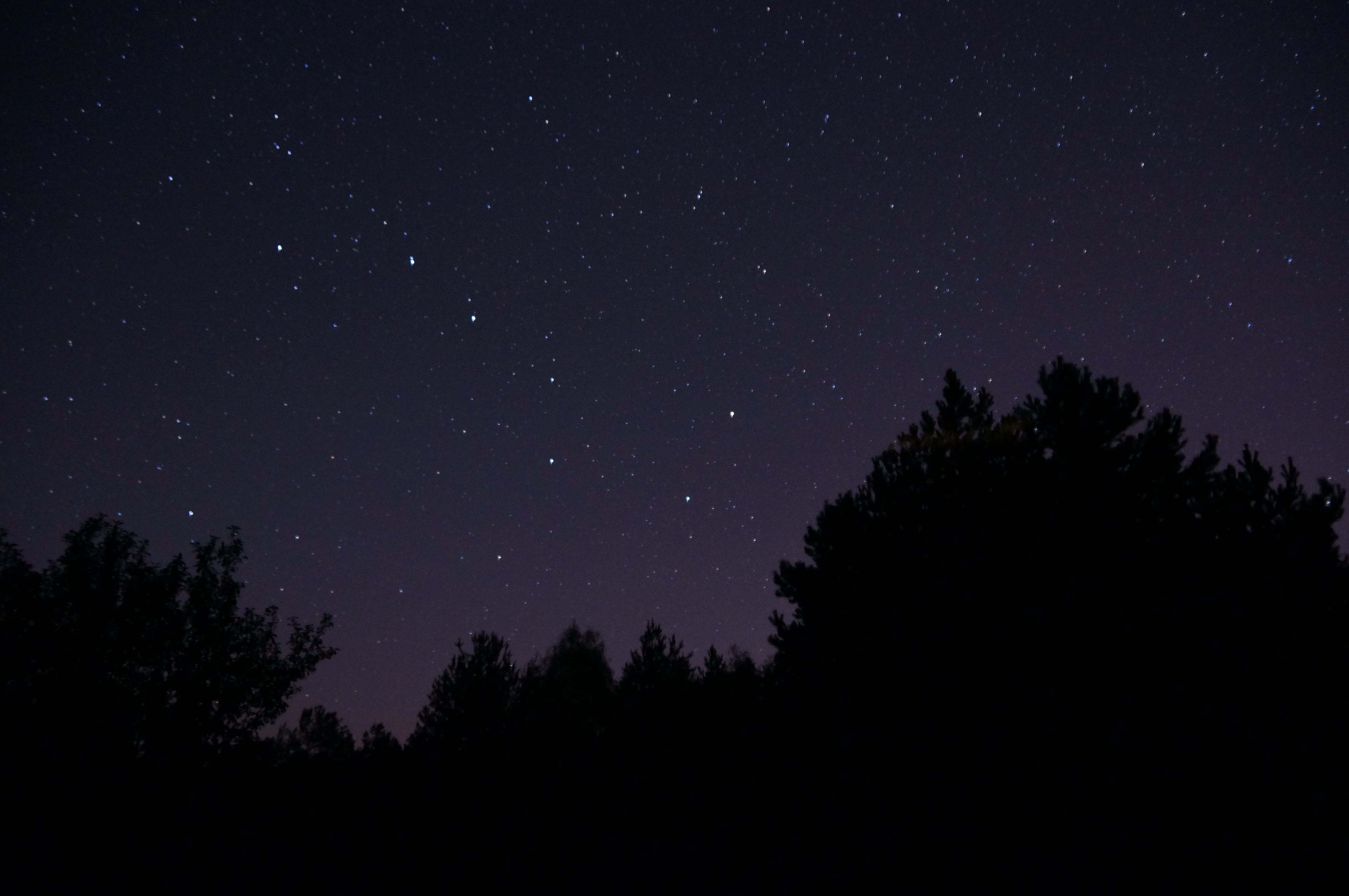 4K, silhouette, tree, nature, star, astronomy, low angle view, no people, tranquility, star - space, ursa major, tranquil scene, scenics - nature, space, HD Wallpaper