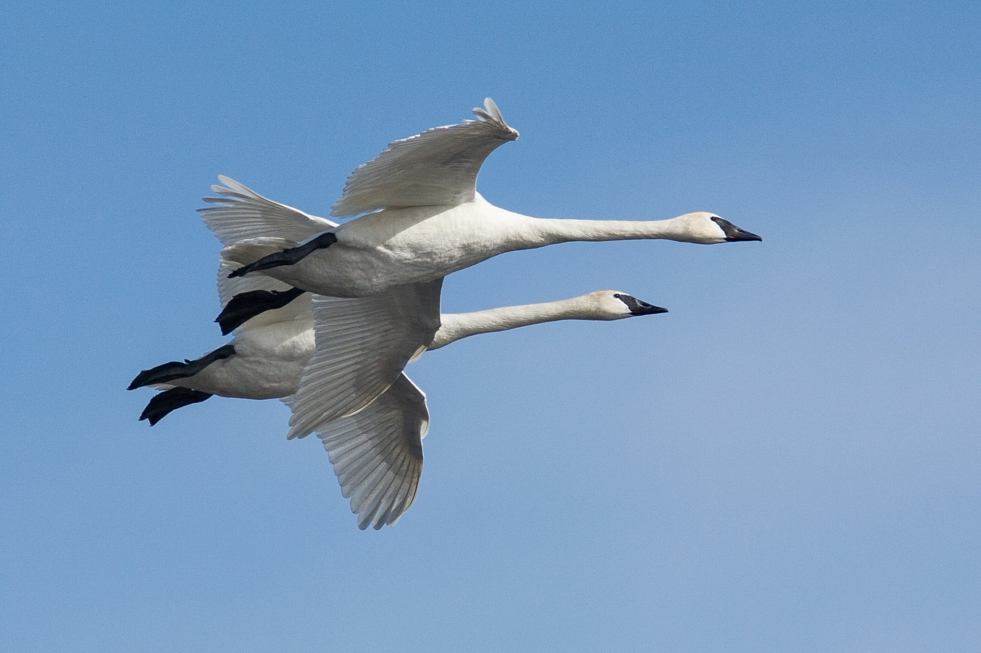 full length, animal, day, nature, freedom, bird, daytime, animals in the wild, Wildlife, clear sky, feather, low angle view, flight, mid-air, spread wings, HD Wallpaper