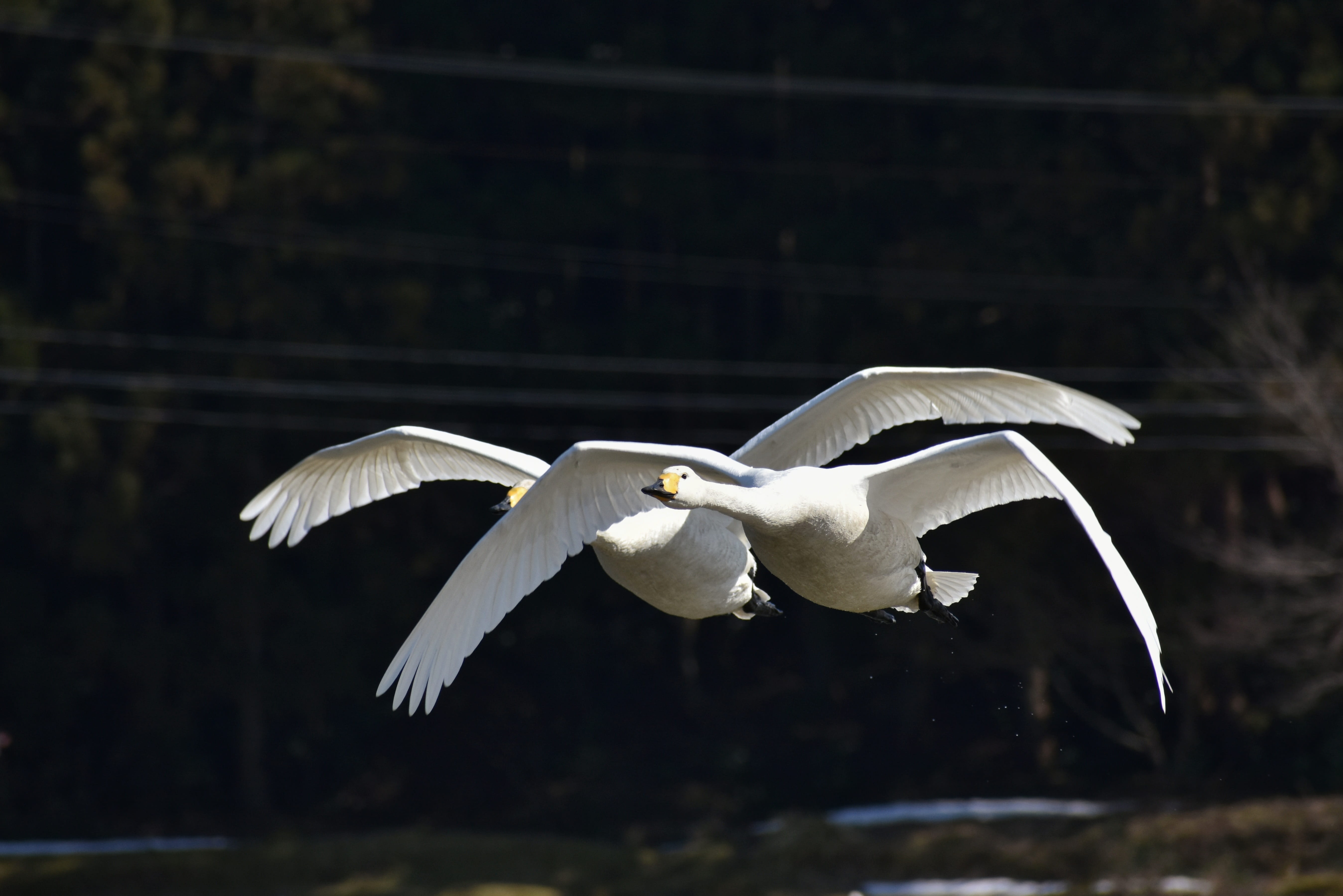 cygnus columbianus, swan, focus on foreground, flying, motion, mid-air, bird, flight, white color, waterfowl, vertebrate, natural, animal themes, wings, HD Wallpaper