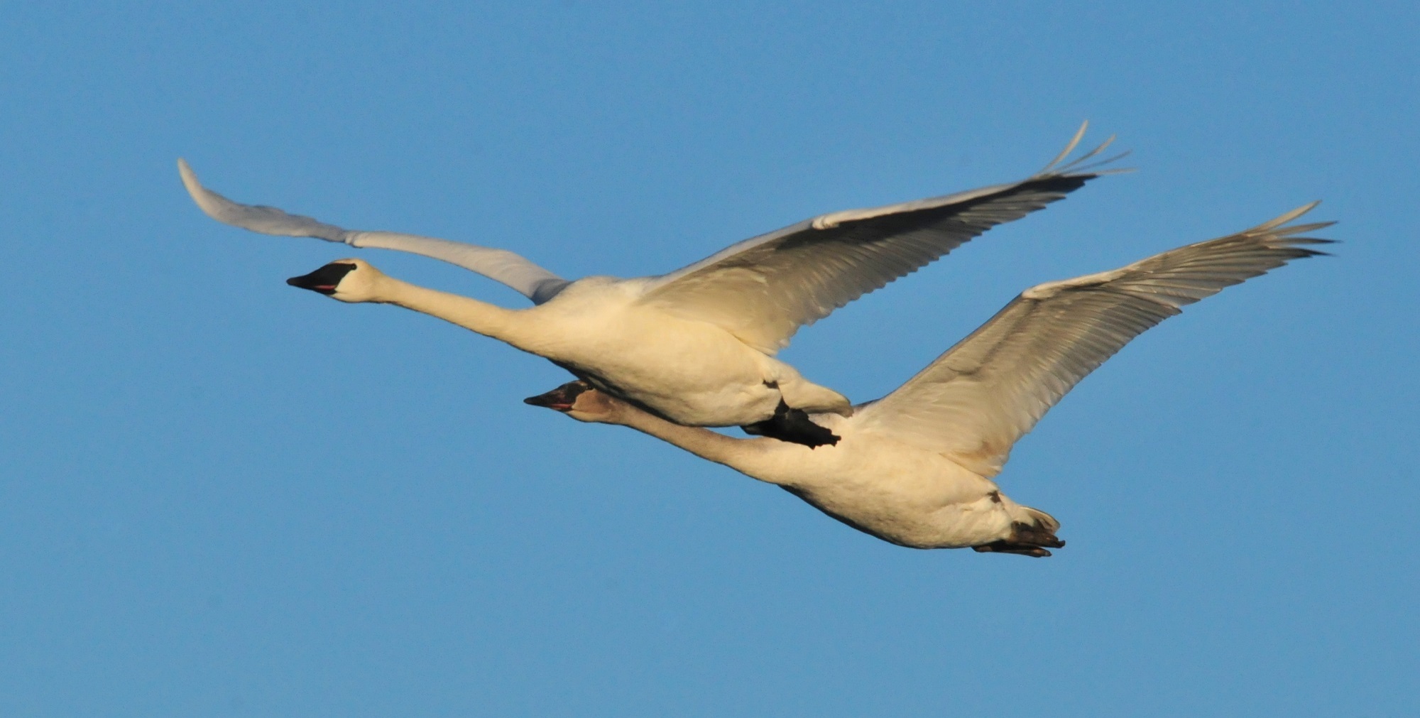 one animal, clear sky, bird, wildlife, animals in the wild, flight, motion, white, graceful, pair, 1080P, nature, day, mid-air, seagull, blue, two, waterfowl, HD Wallpaper