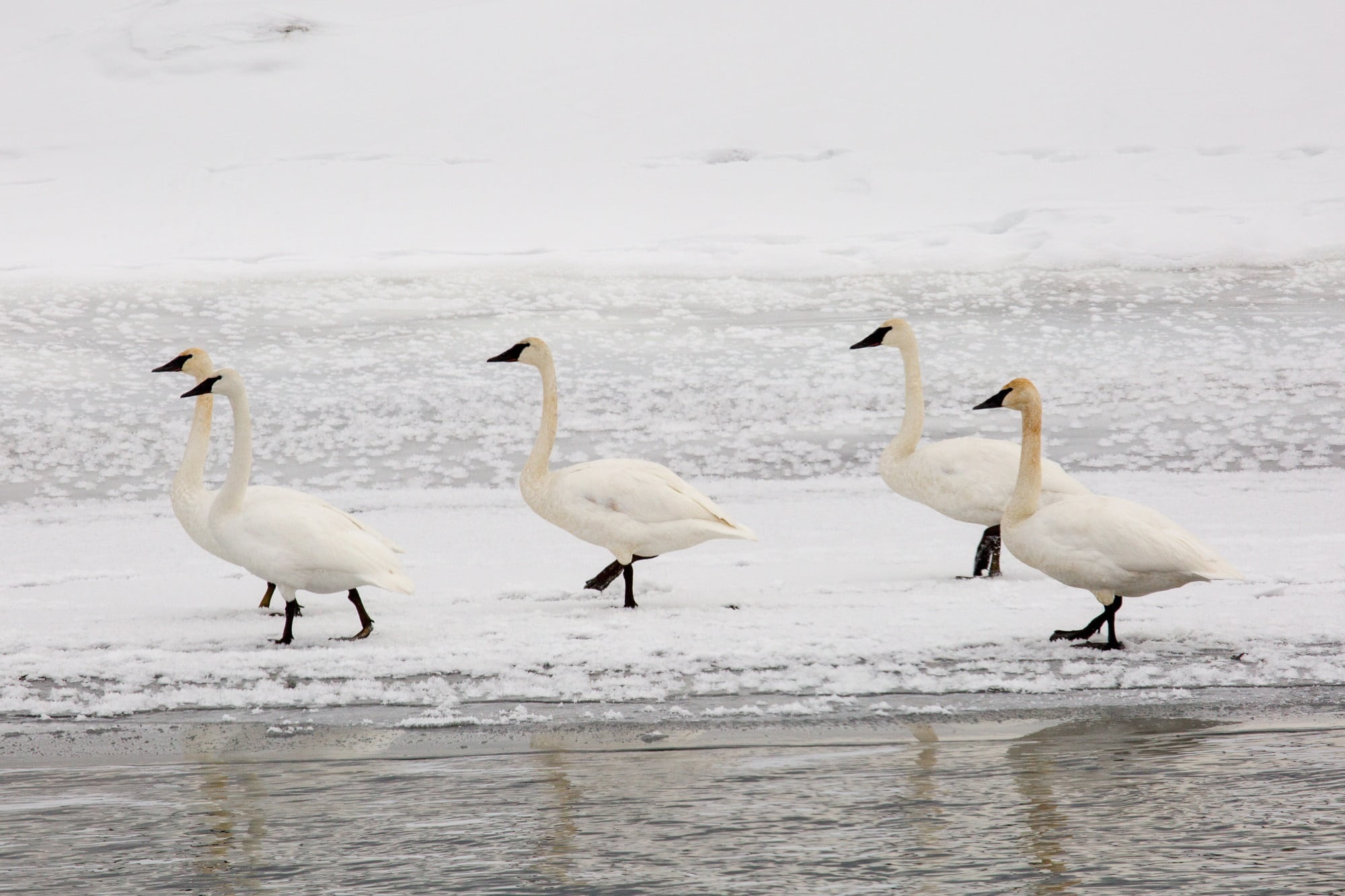usa, land, beauty in nature, day, white color, water, cygnus, ice, cold, wyoming, cold temperature, wildlife, group of animals, animal wildlife, outdoors, HD Wallpaper
