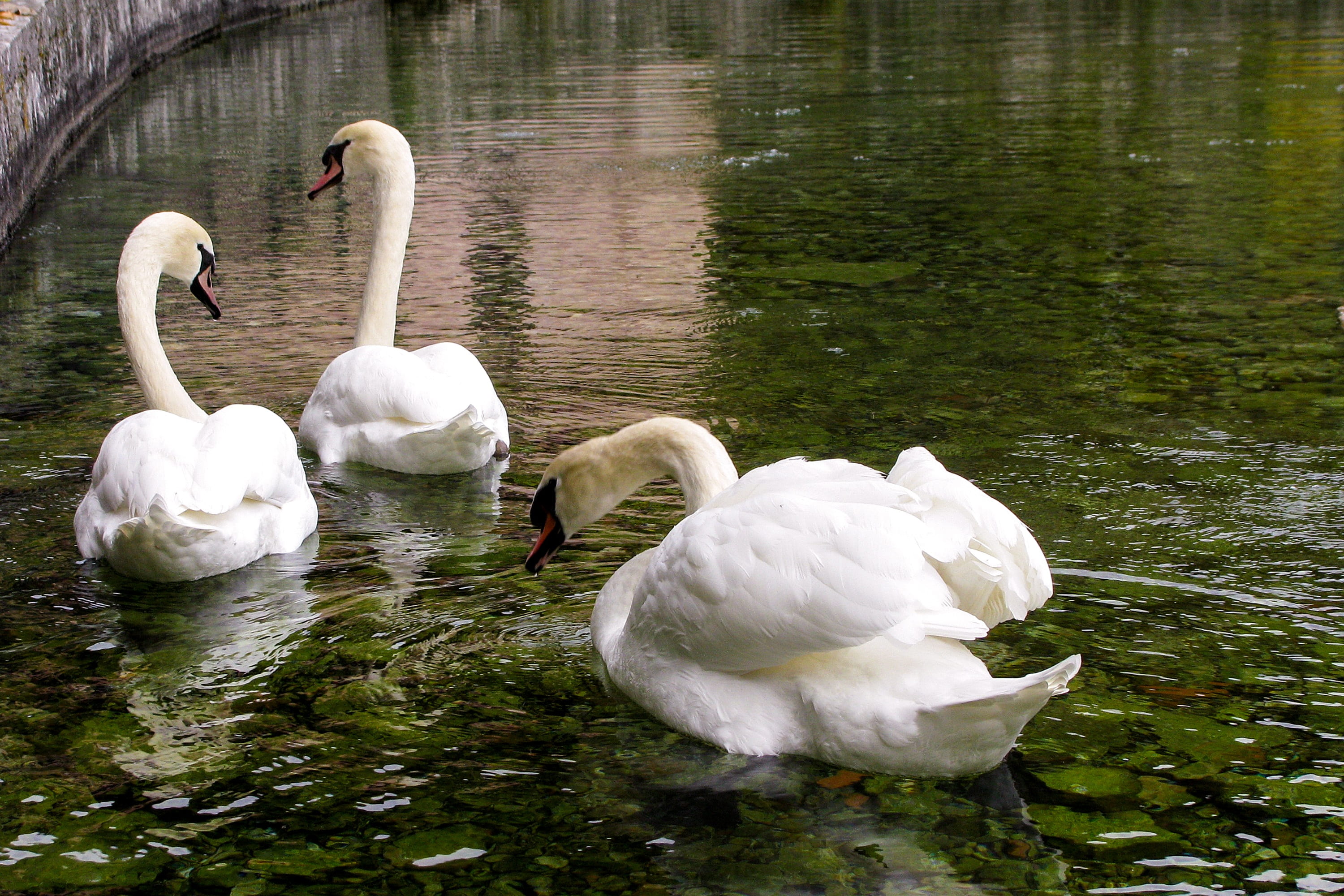 water, animal themes, animal wildlife, anatidi, waterfront, nature, zoology, 2K, group of animals, swan, birds, floating on water, cygnet, swimming, animals in the wild, HD Wallpaper
