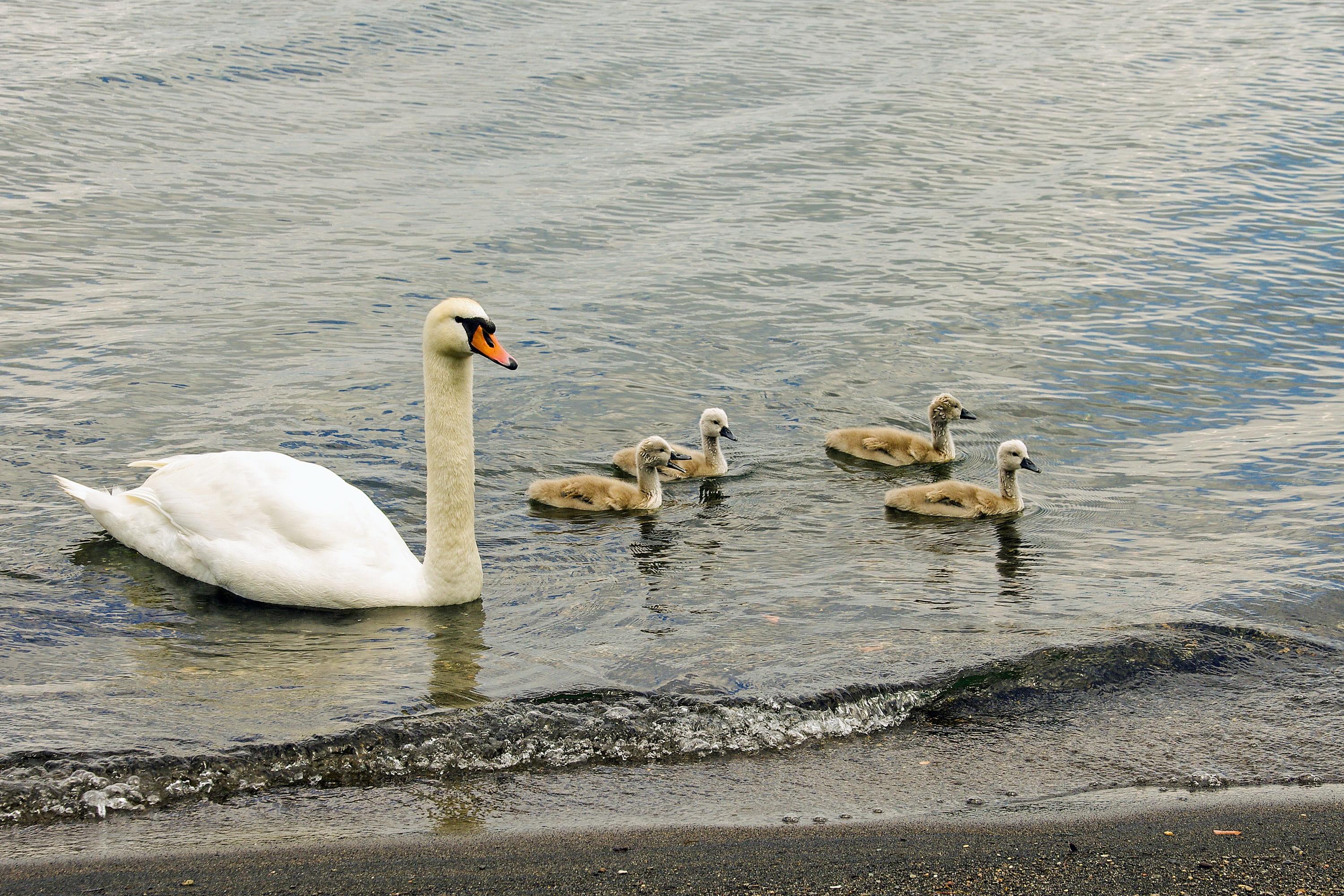 floating on water, young animal, swan, animal family, italy, young bird, 2K, rome, lazio, flock of birds, lake bracciano, animal, chicks, no people, anatidi, HD Wallpaper