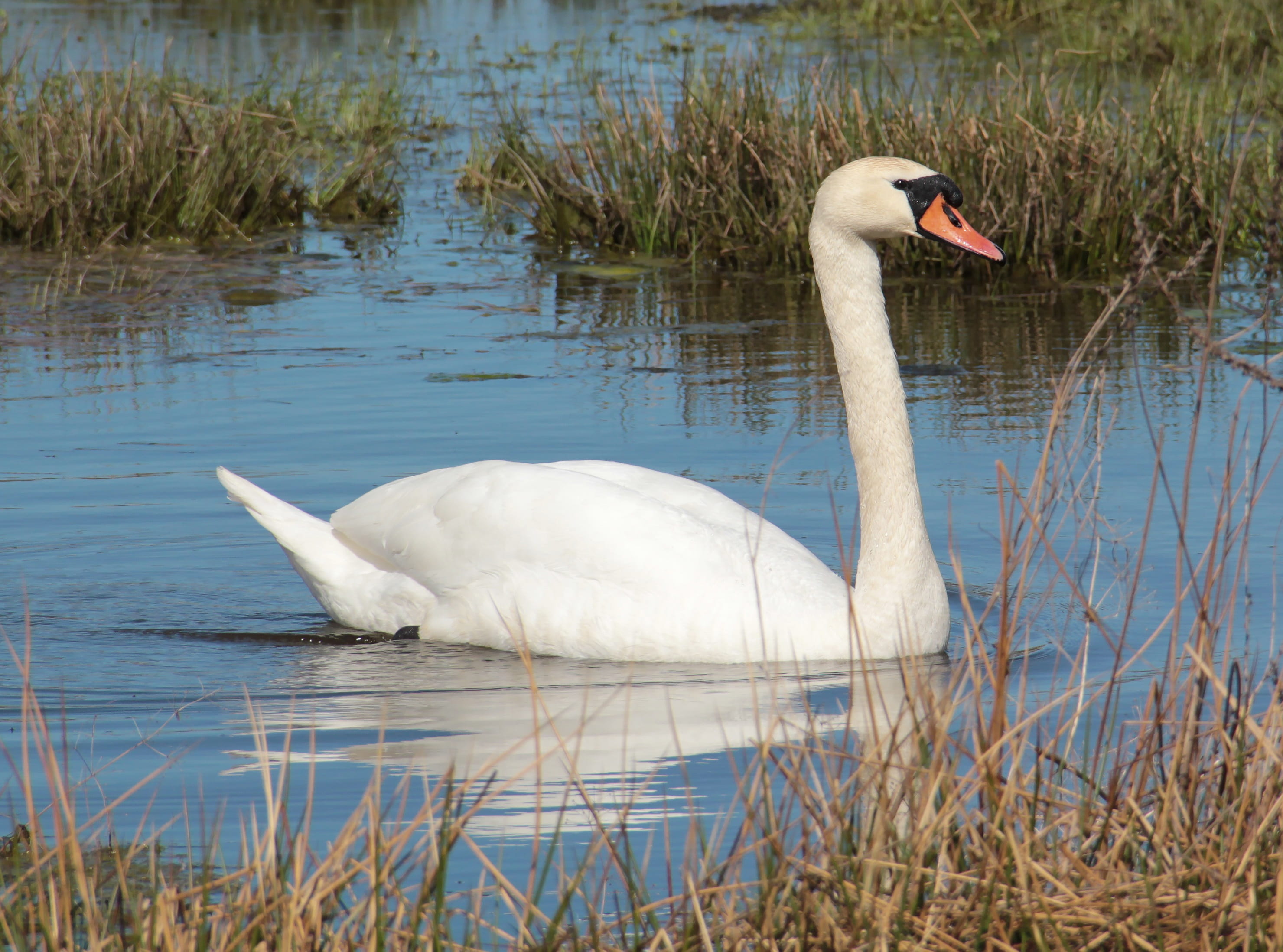 animal themes, mute swan, sweden, animal, one animal, animal wildlife, lake, plant, animal neck, water, beauty in nature, vertebrate, wetland, ducks, bird, HD Wallpaper