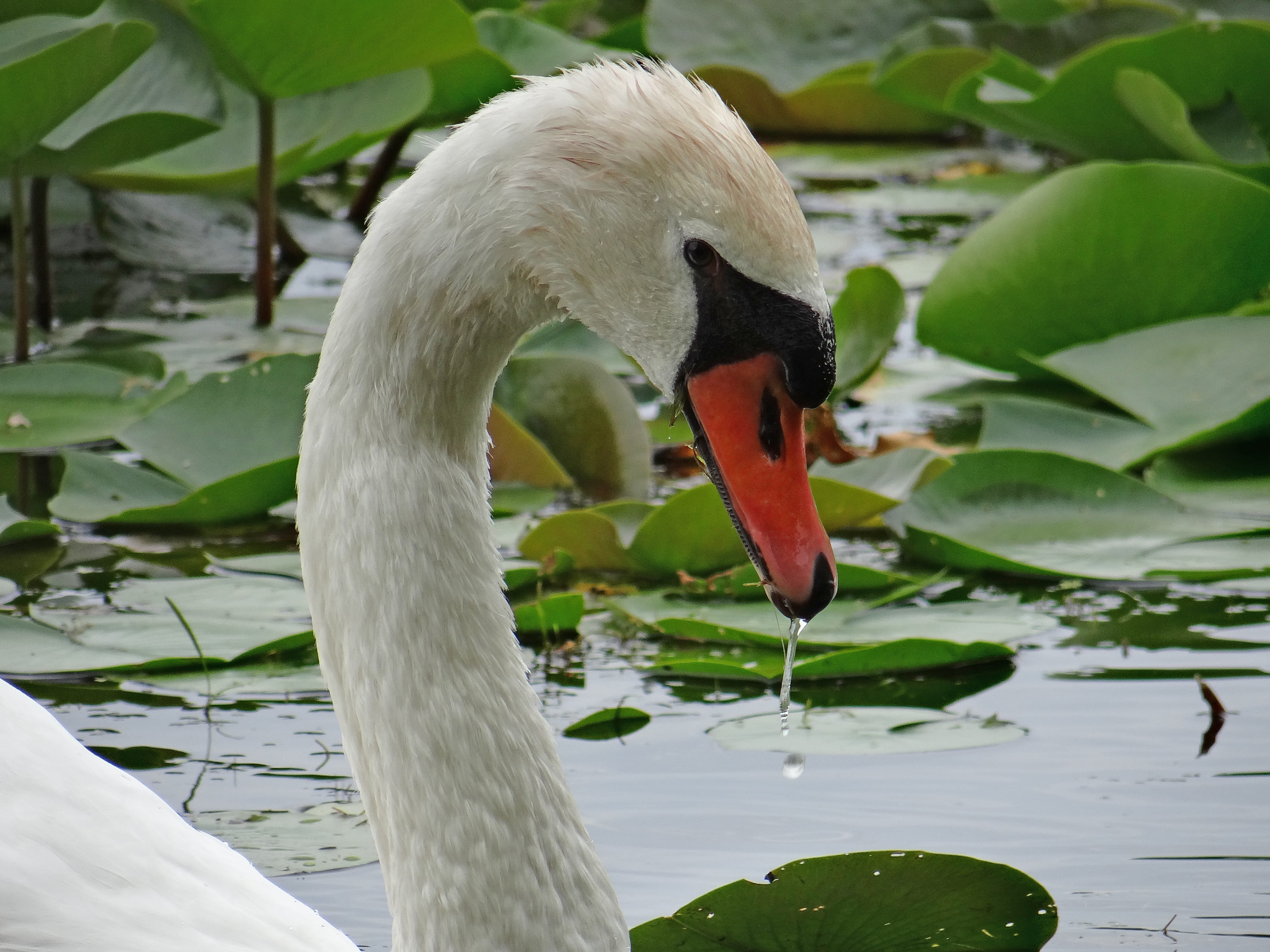vegetation, day, pond, beak, Nature, cygnet, Elegance, leaf, animal neck, water, water bird, no people, animal wildlife, swimming, cygnus, floating on water, HD Wallpaper