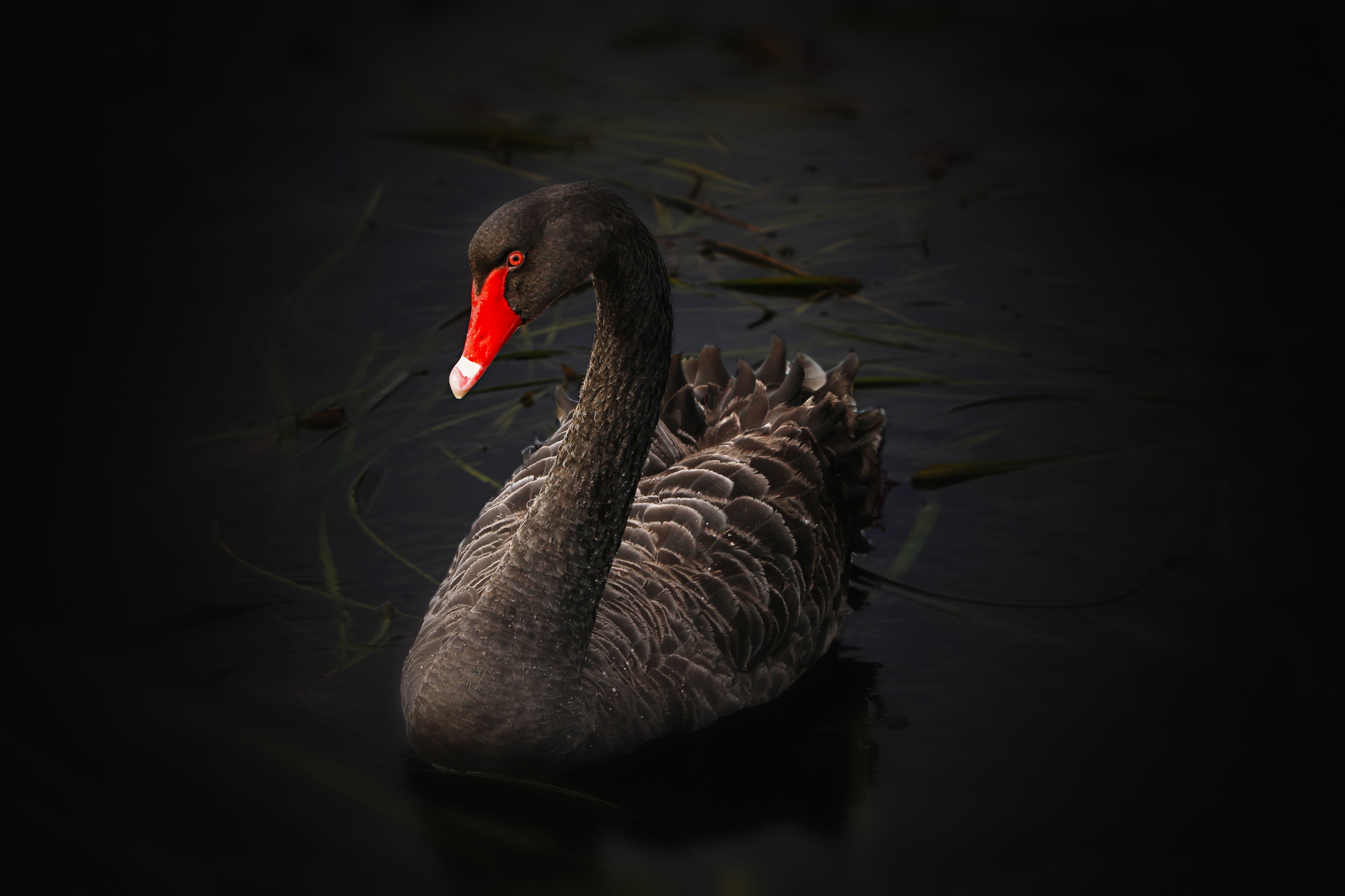 swimming, bird, underwater, one animal, body, cygnus atratus, animal, swan, birds, animals in the wild, waterfront, water, freshwater bird, wildlife, beak, HD Wallpaper