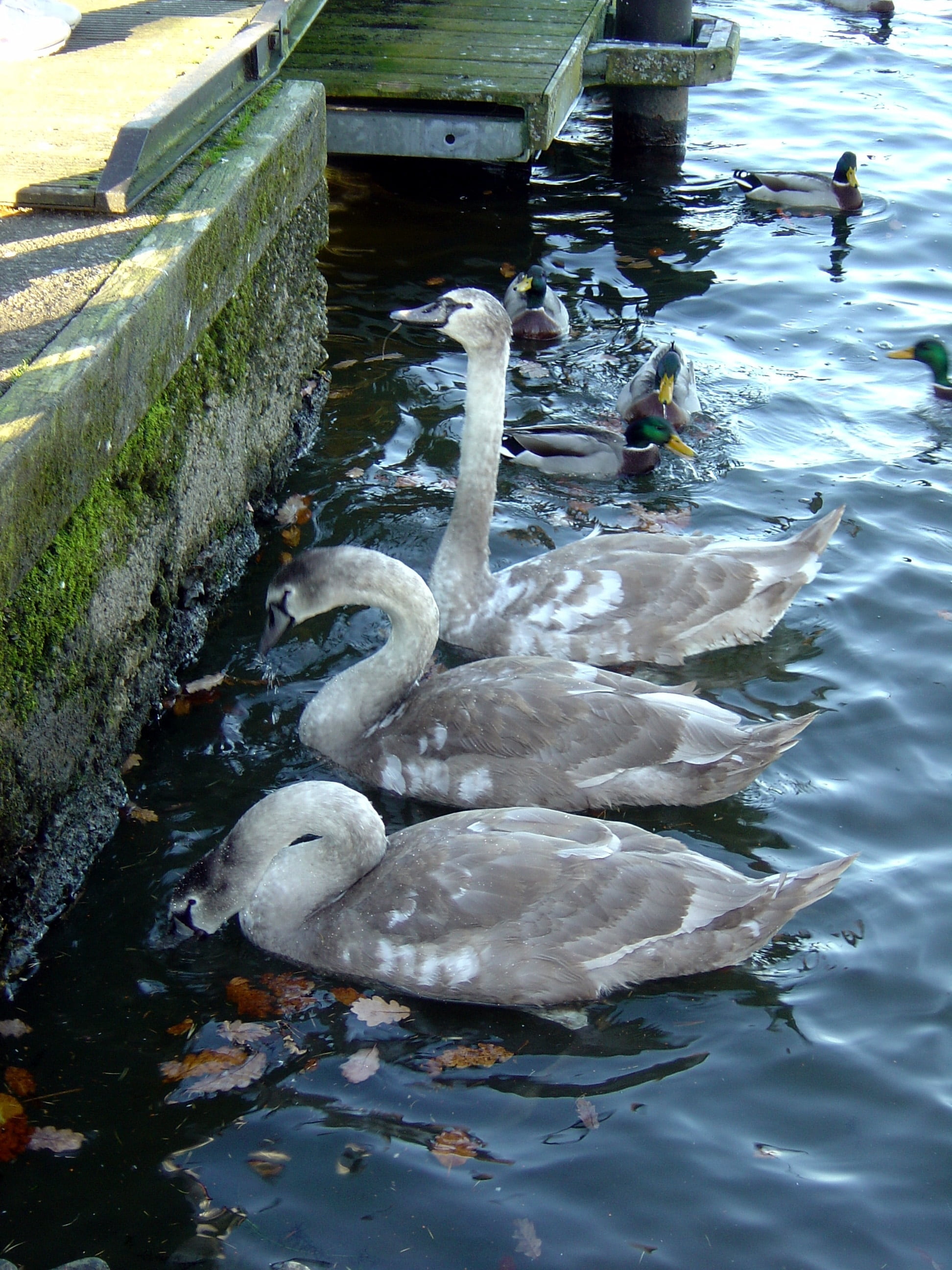 group of animals, outdoor, young, high angle view, wild, animal themes, waterfront, duck, zoology, animal neck, swan, outdoors, reflection, animal, nature, Phone HD Wallpaper