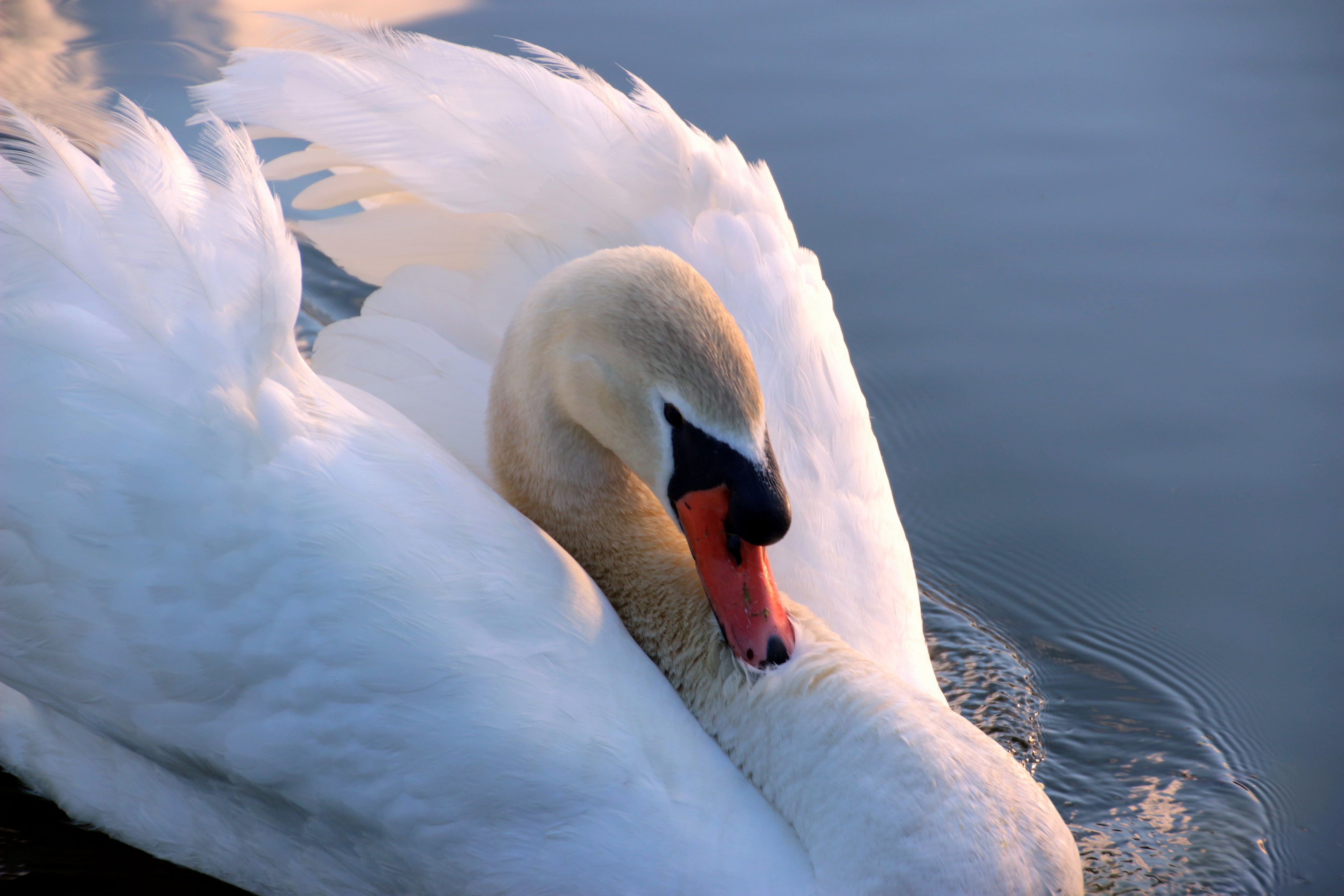 5K, feather, abendstimmung, floating on water, animal neck, freshwater bird, animal family, cygnus olor, wildlife photography, wildlife, water bird, cygnet, HD Wallpaper