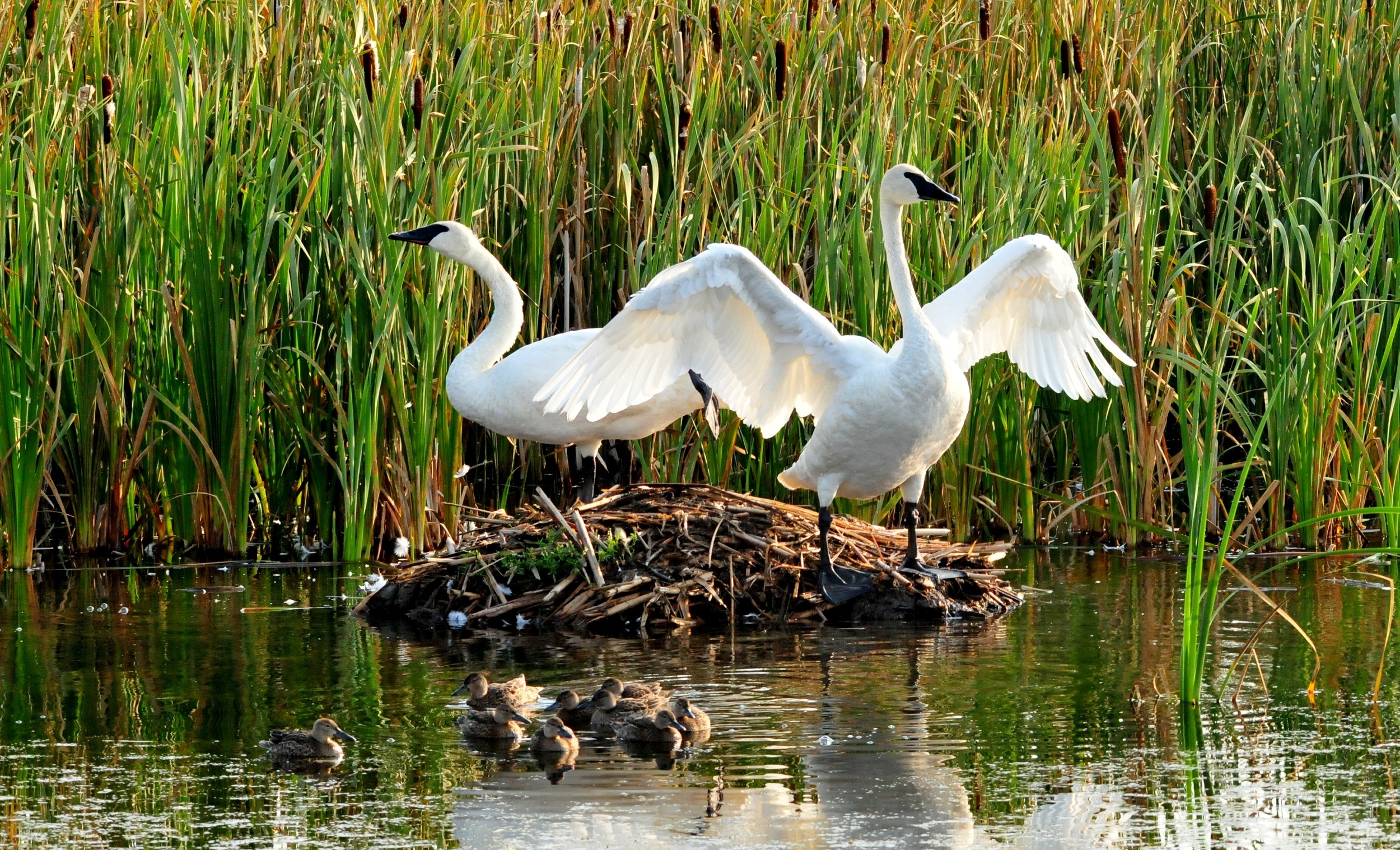 nest, animal, water bird, nature, water, cygnus, body, birds, cygnet, white color, wings, two, trumpeter swans, day, animal themes, swan, 1080P, beauty in nature, HD Wallpaper