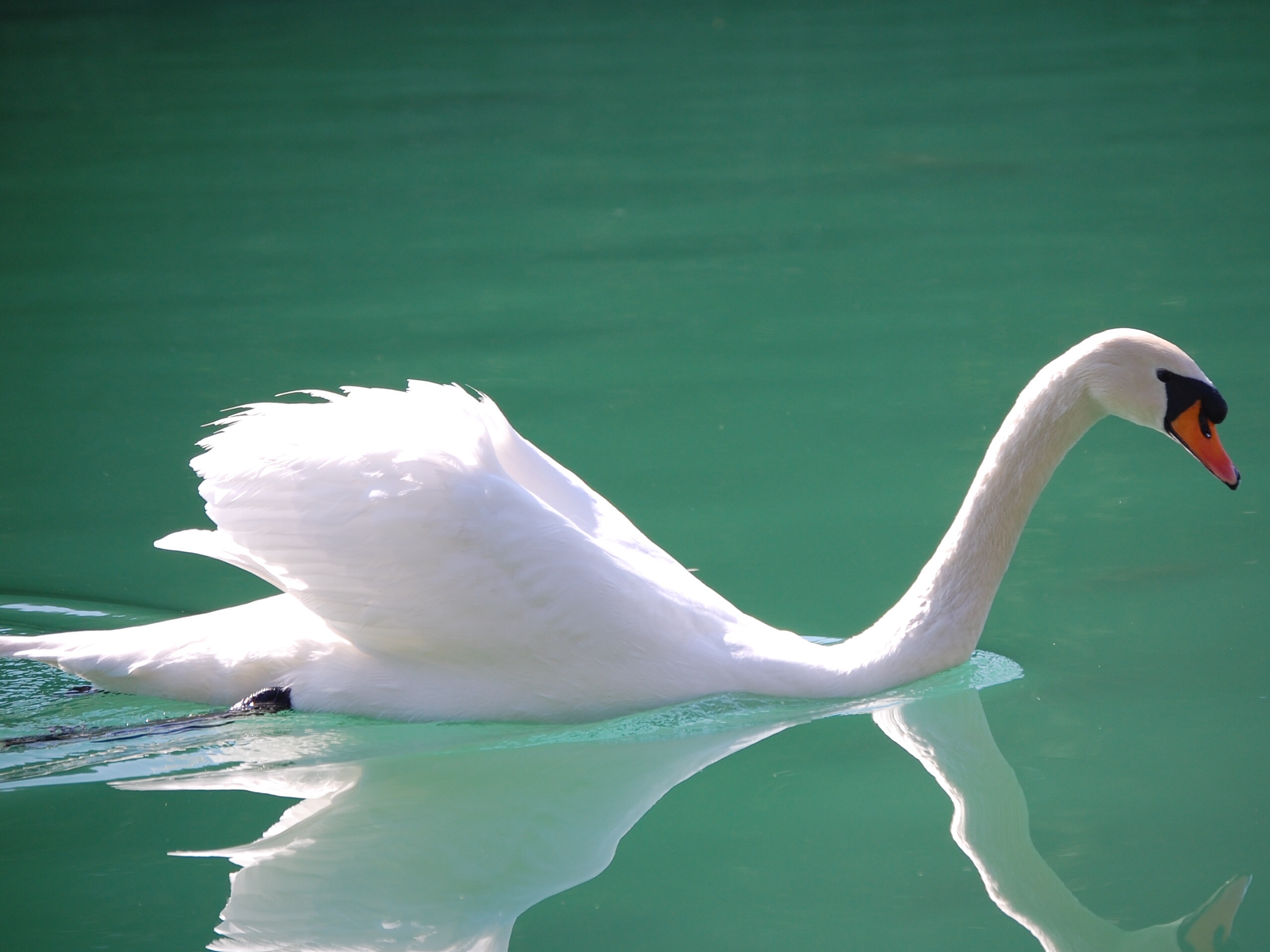 animal themes, wildlife, mute, swan, bird, turquoise colored, white color, swimming, body, water bird, beauty in nature, vertebrate, no people, water, nature, HD Wallpaper