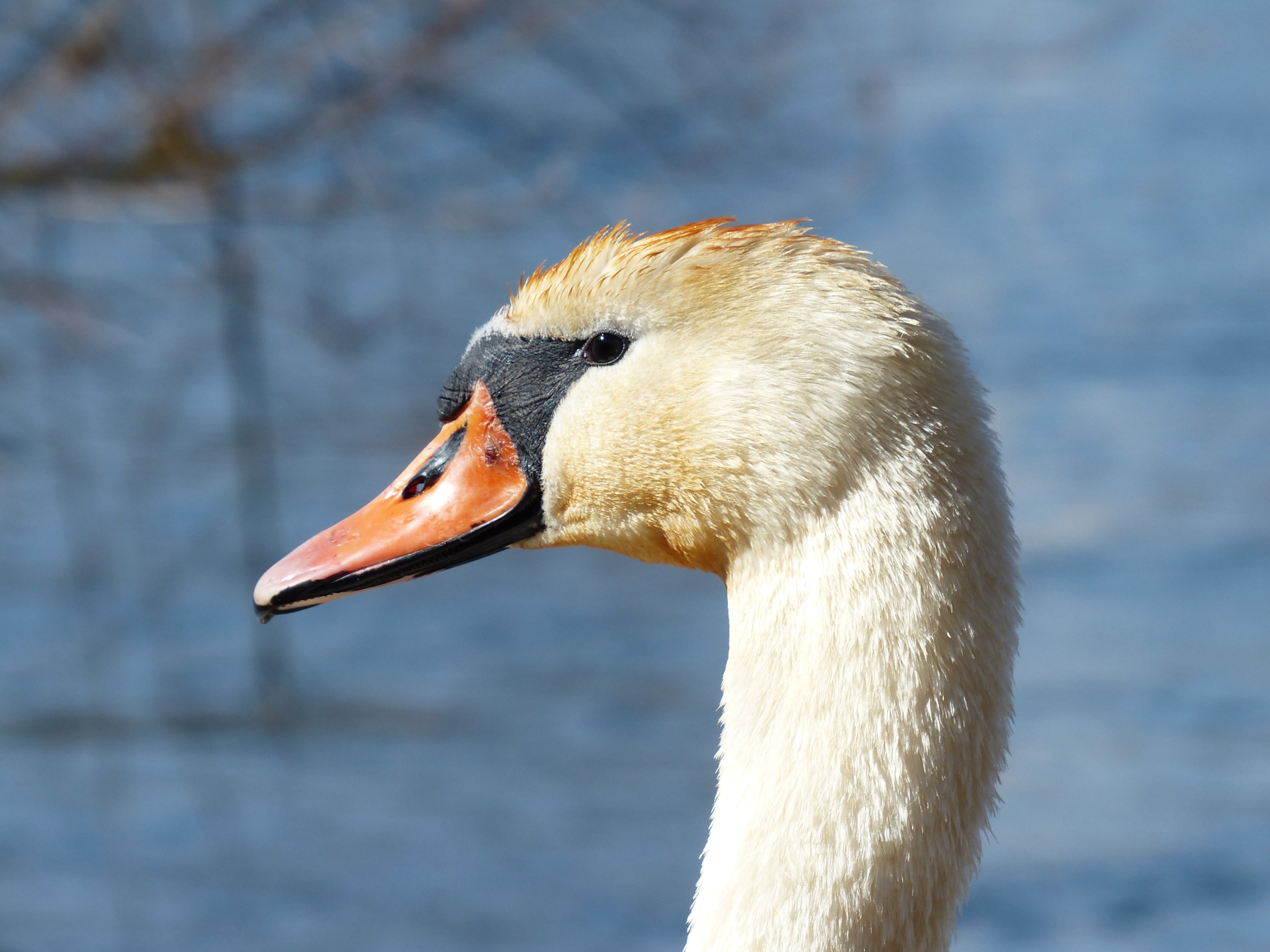 focus on foreground, 4K, water, river, vertebrate, animal neck, profile view, animal wildlife, beak, animals in the wild, duck bird, white, nature, animal themes, HD Wallpaper