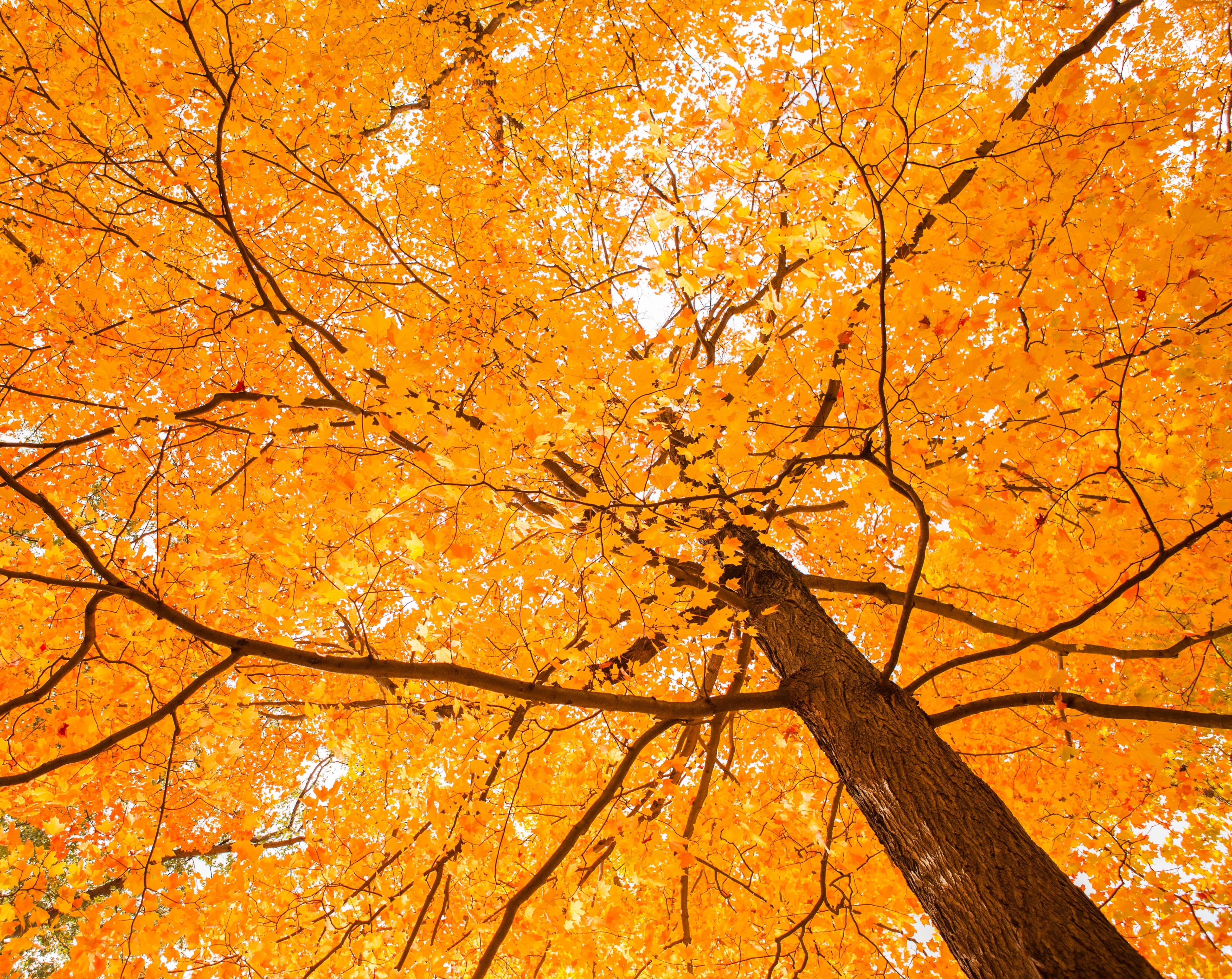lookingup, change, plant part, day, no people, Tree, Leaves, nature, beauty in nature, Trees, growth, natural condition, Yellow, Seasons, orange color, HD Wallpaper
