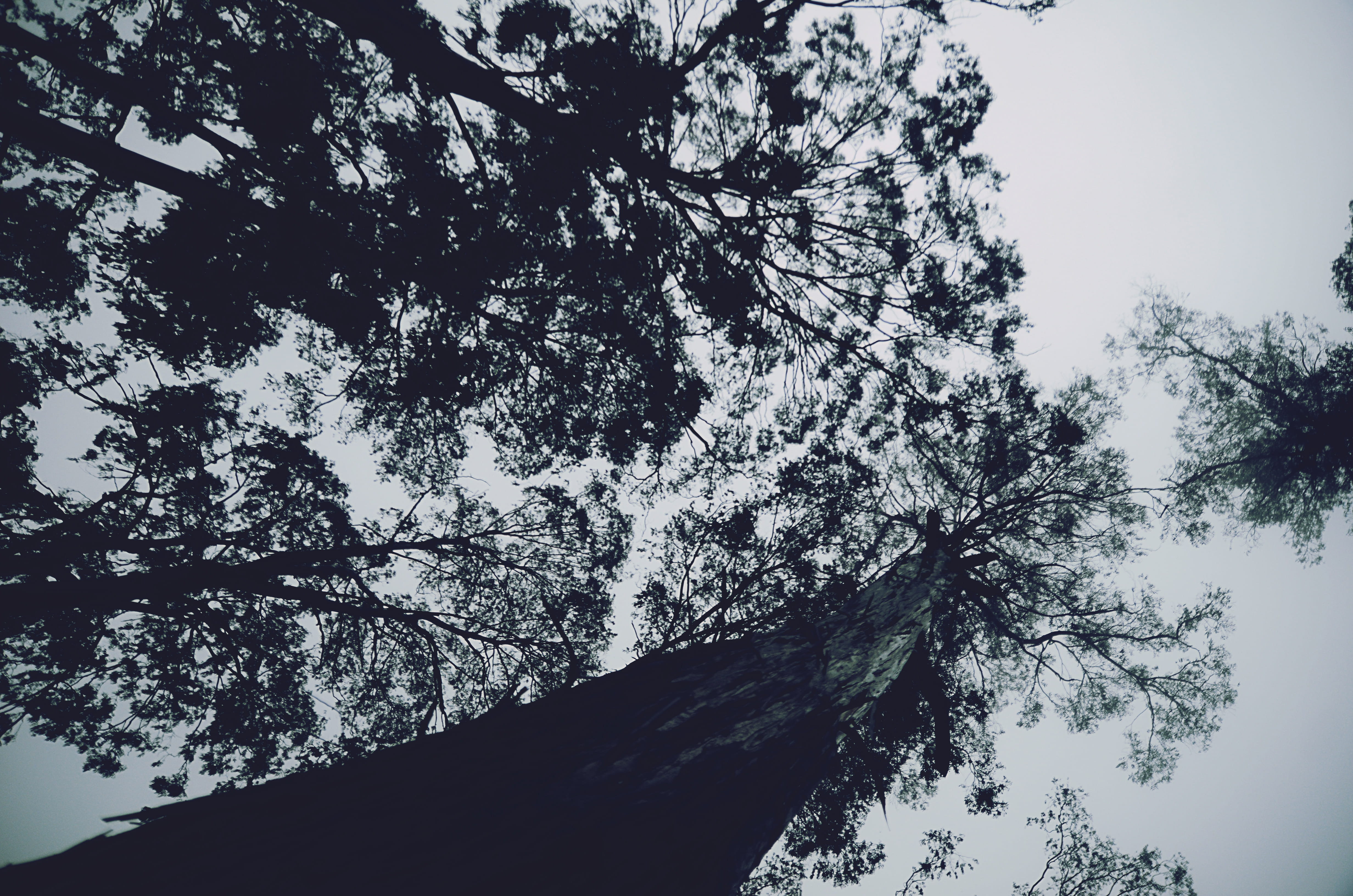 beauty in nature, scenics - nature, forest, low angle view, sky, no people, turnk, monotone, growth, trees, 4K, branches, outdoors, tree canopy, nature, HD Wallpaper