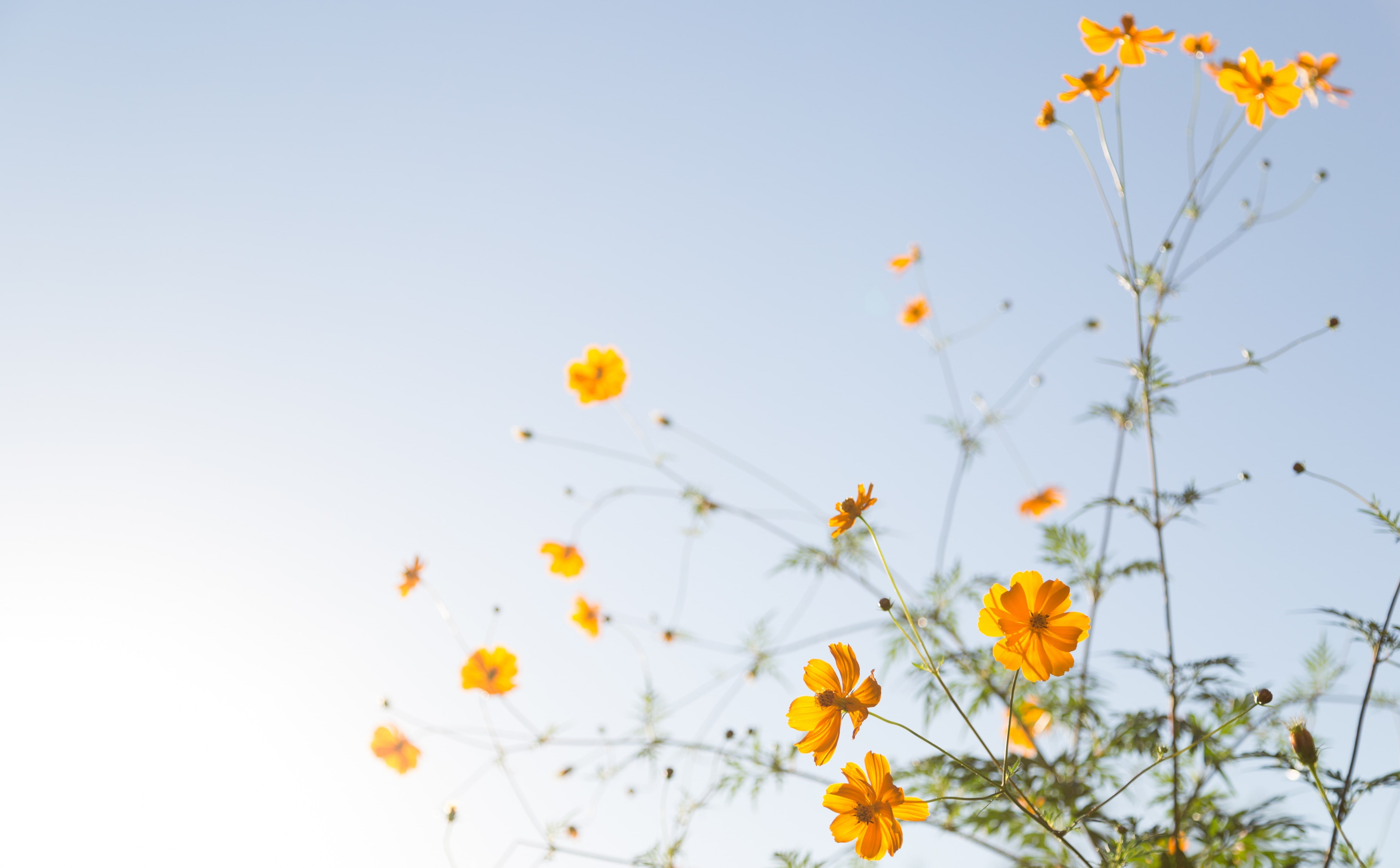 orangeflowers, sunlight, 5K, day, petaled, beauty in nature, Flowers, flower, low angle view, fragility, Plant, flowering plant, no people, petal, growth, HD Wallpaper