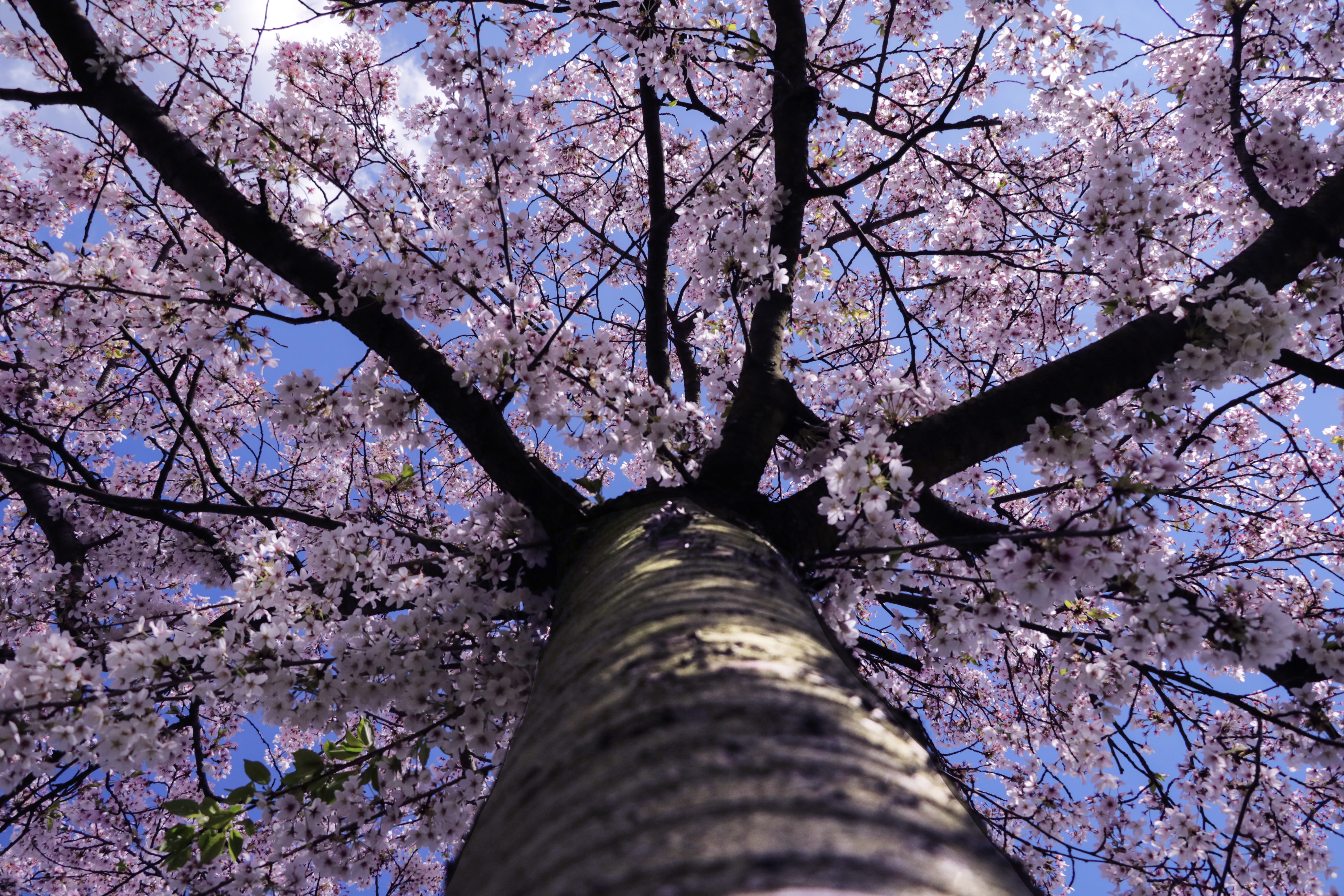 trunk, freshness, plant, low angle view, tree trunk, essen, growth, sky, fragility, tree, germany, branches, no people, cherry tree, nature, cherry blossom, HD Wallpaper