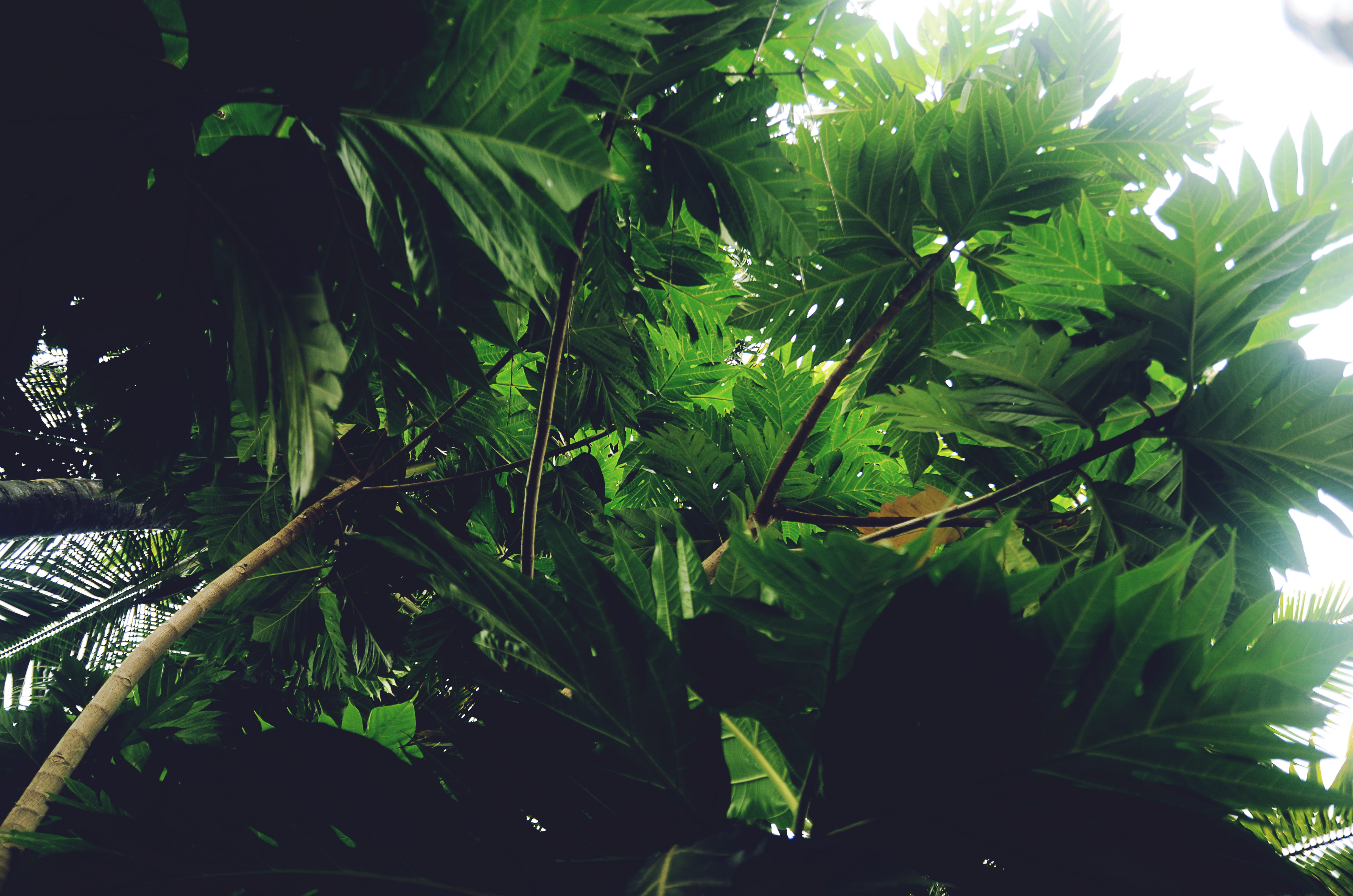 day, garden, herb, food and drink, tree, tranquility, forest, plant, foliage, goa, marijuana - herbal cannabis, green color, beauty in nature, cannabis plant, HD Wallpaper
