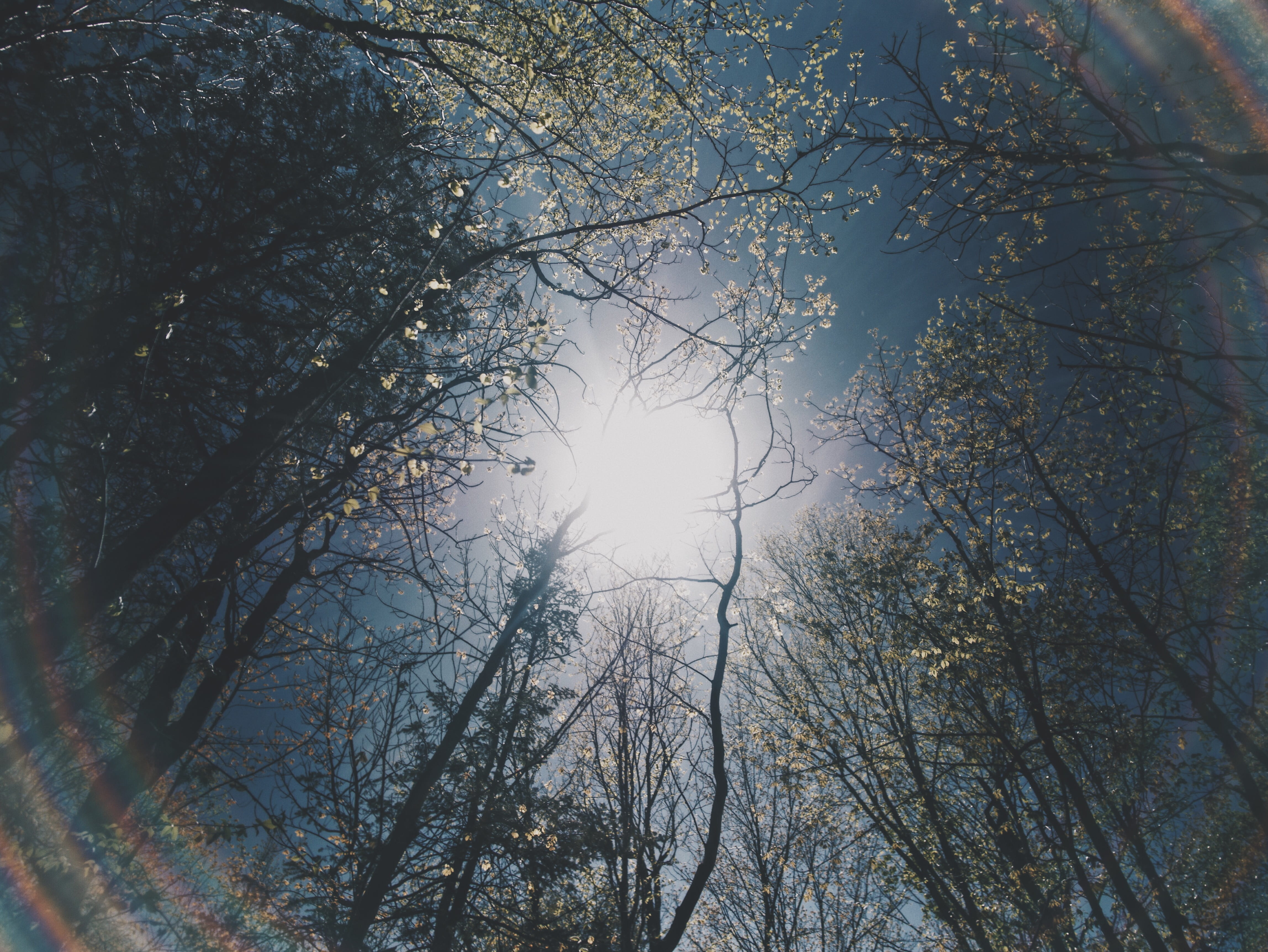 photography, sky, scenics - nature, growth, low angle view, beauty in nature, sunlight, environment, bare, rainbow, summer, forest, tree, streaming, angle, HD Wallpaper