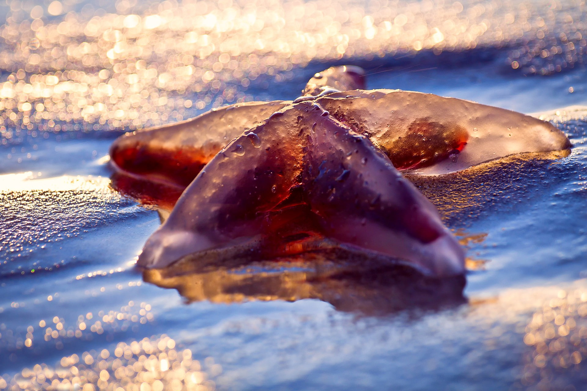 1080P, light, Sea, Macro, bokeh, beach, starfish, wet, HD Wallpaper