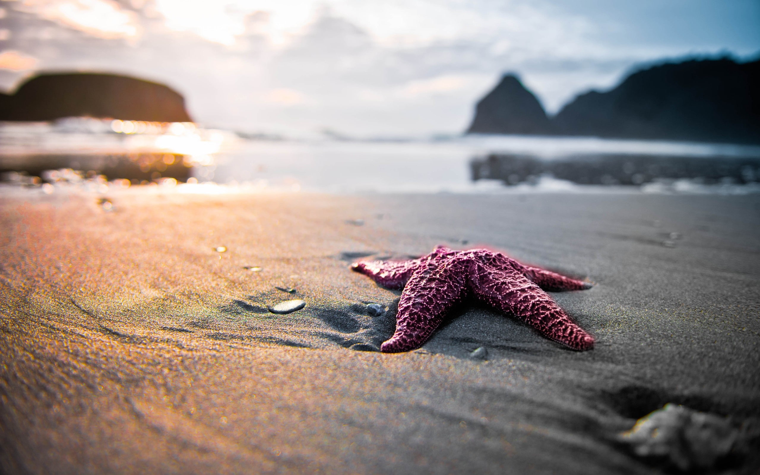 Beach, 2K, Starfish, HD Wallpaper