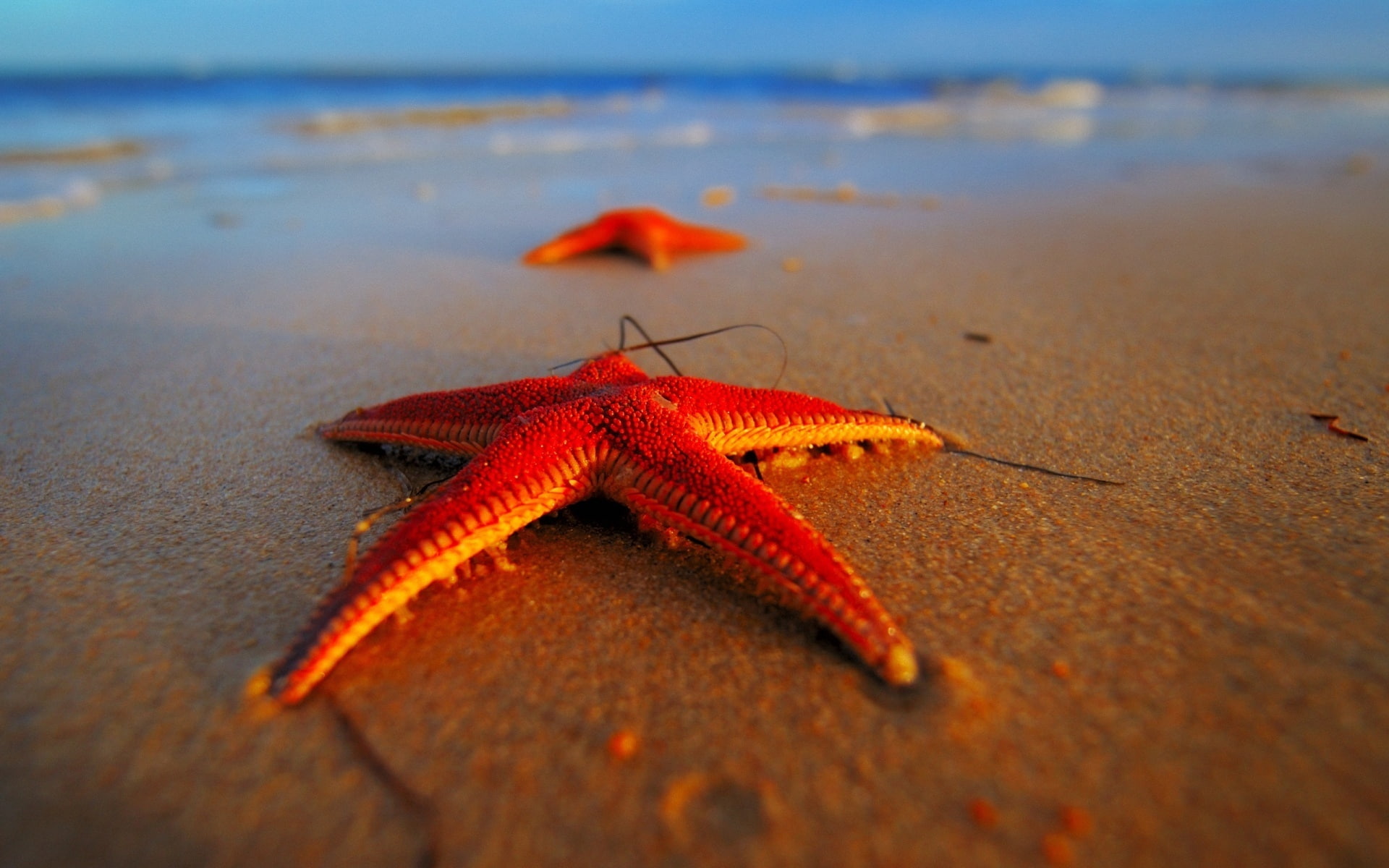 1080P, Starfish, Beach, orange, Evening, close, two, HD Wallpaper