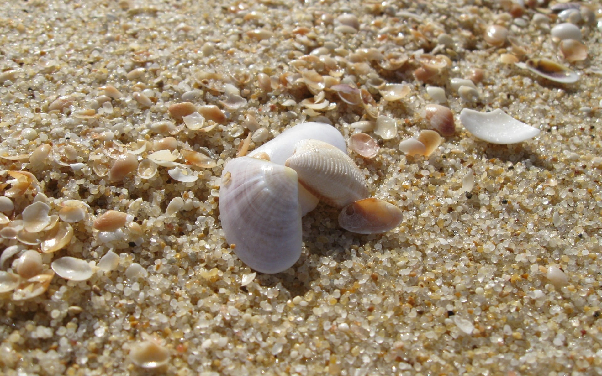 white, 1080P, animal themes, animals in the wild, beach, day, water, flip, macro, shell, sand, pair, land, no people, outdoors, animal, beauty in nature, HD Wallpaper