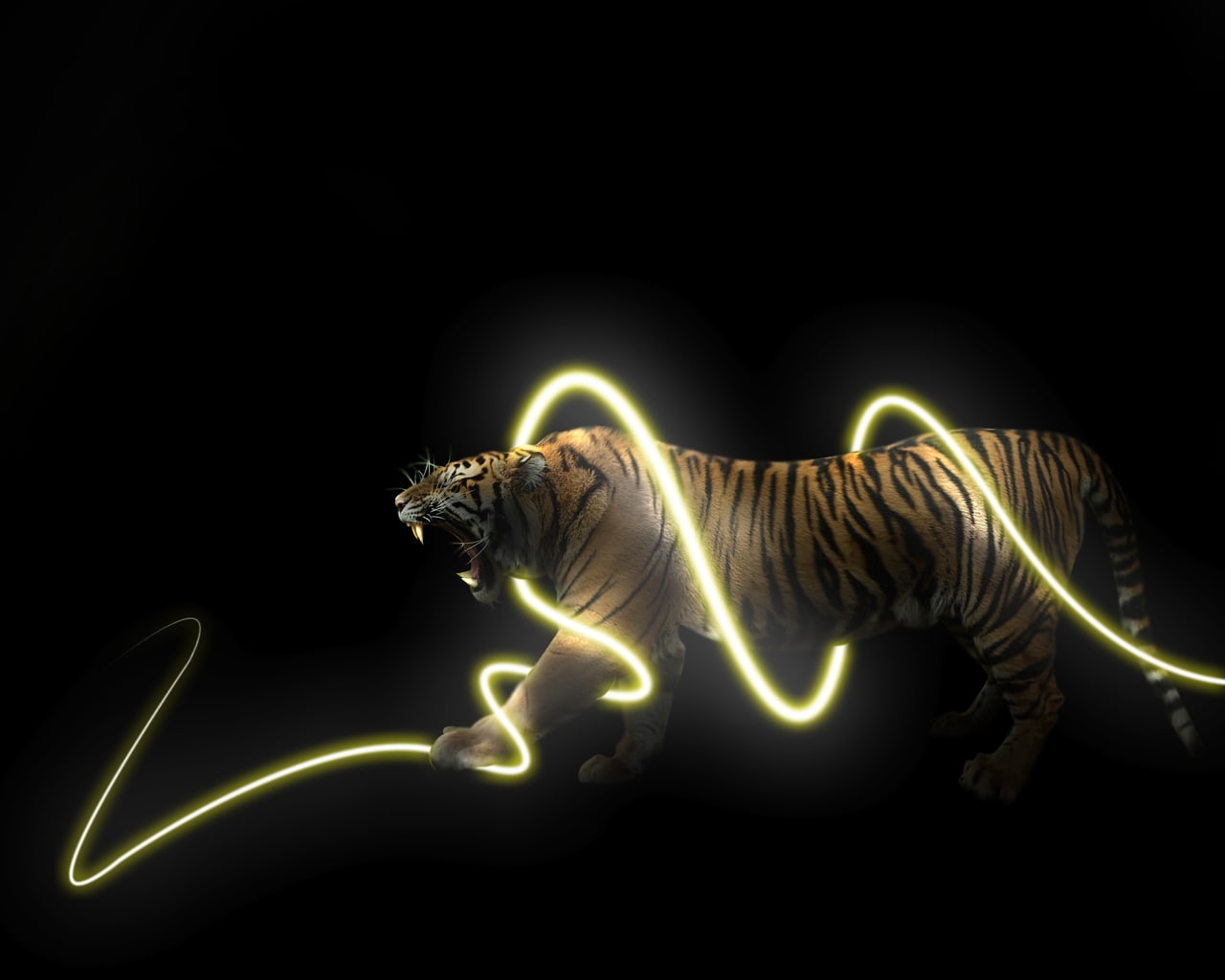 indoors, light trails, animals, reptile, illuminated, no people, animal body part, animal themes, animal wildlife, nature, black background, cat, night, HD Wallpaper