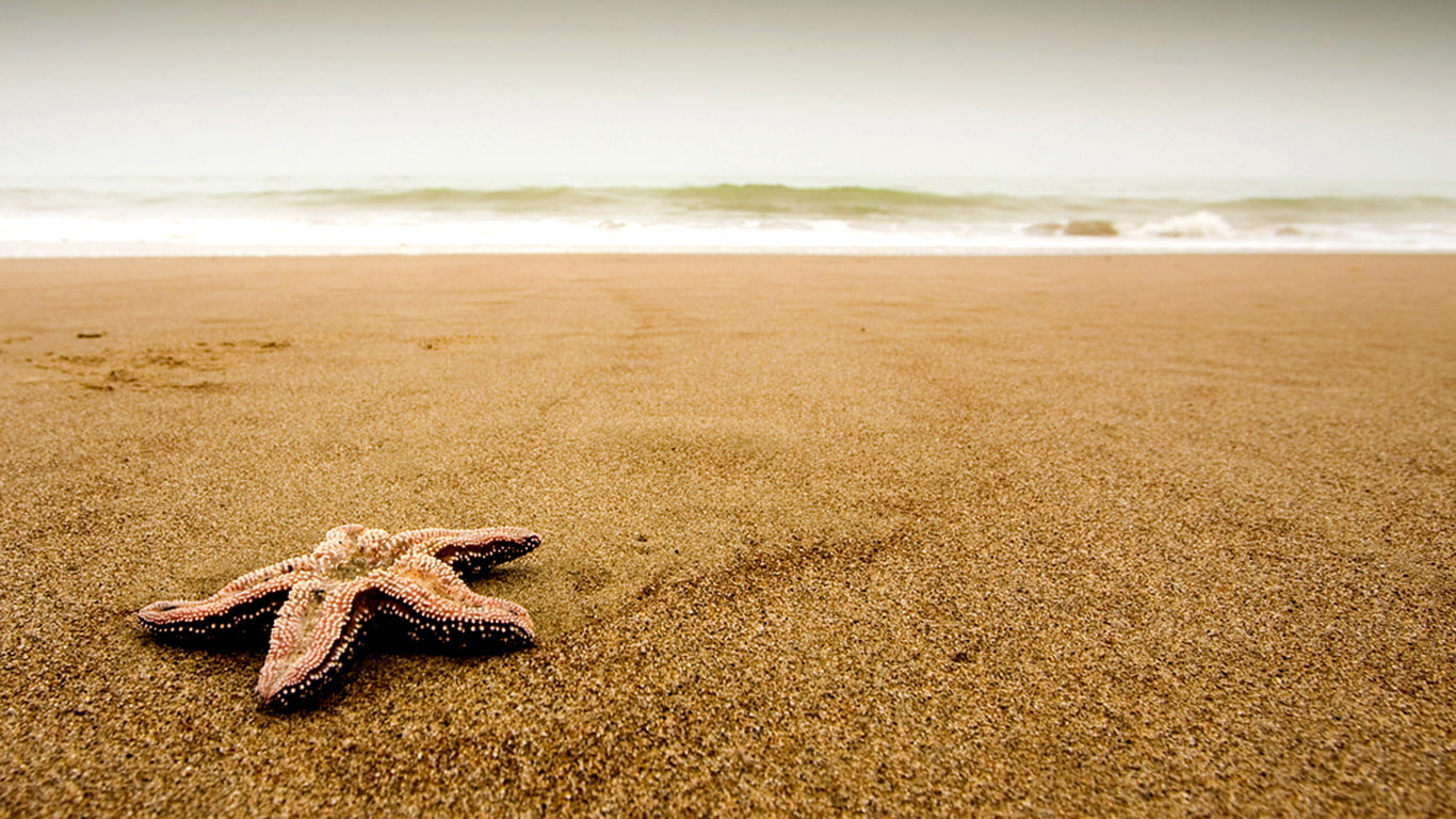 720P, beach, starfish, animals, HD Wallpaper